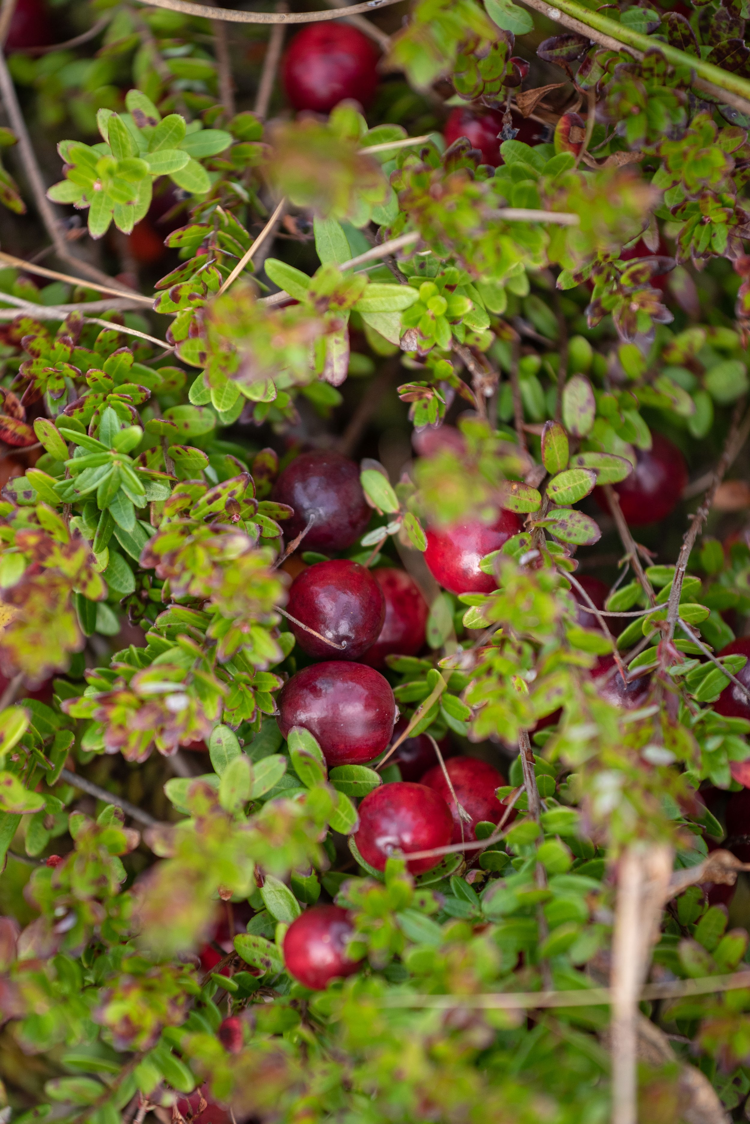 Maine Cranberry Farm-108.jpg