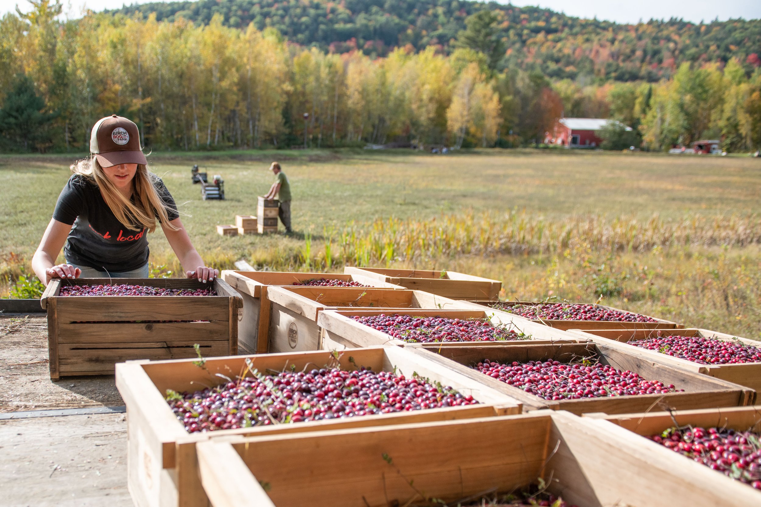 Maine Cranberry Farm-106.jpg