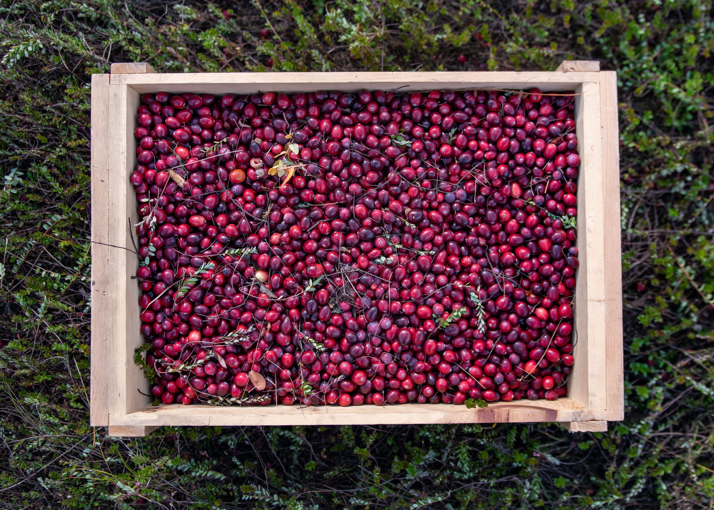 Maine Cranberry Farm-105.jpg