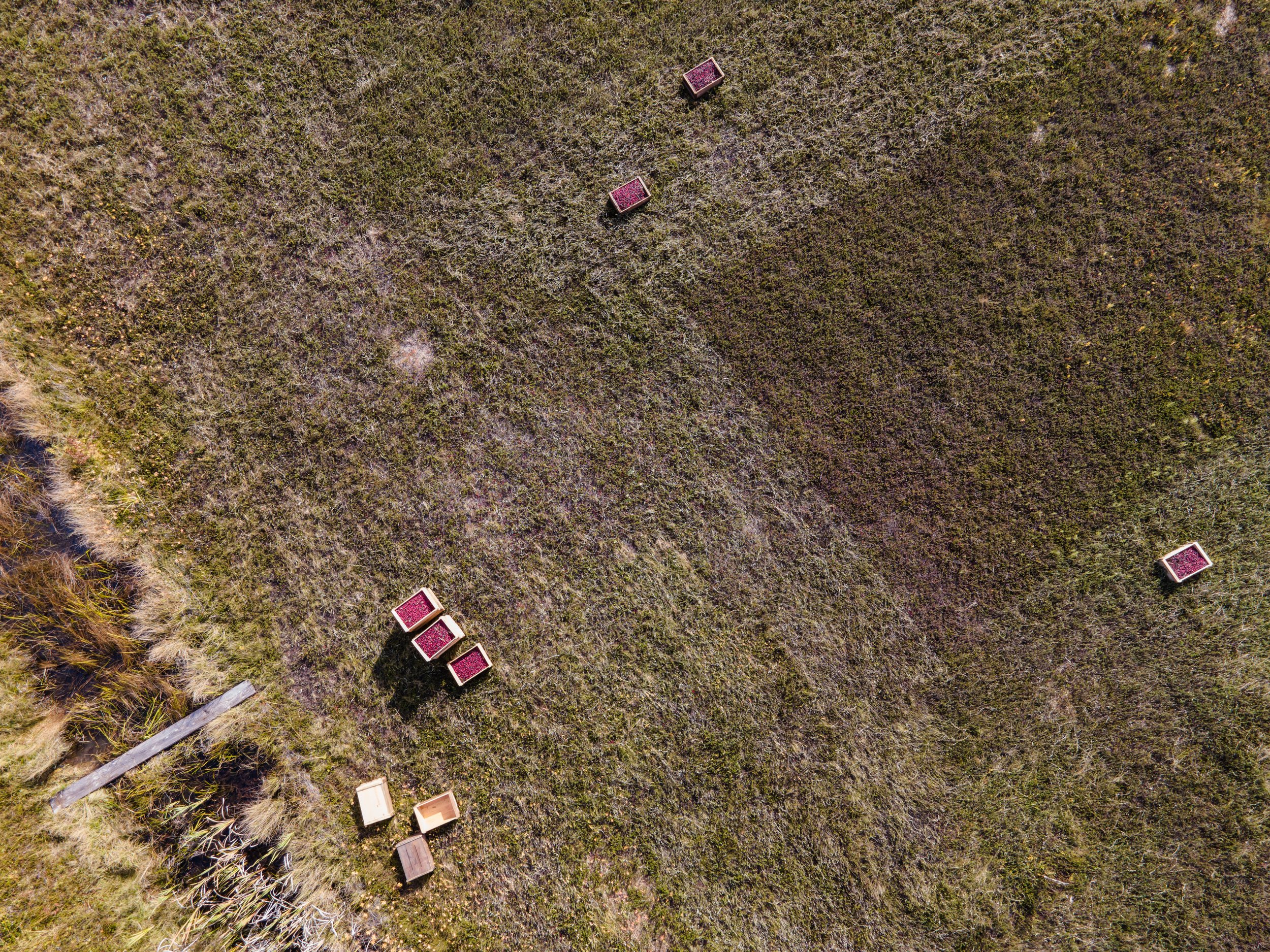 Maine Cranberry Farm-102.jpg