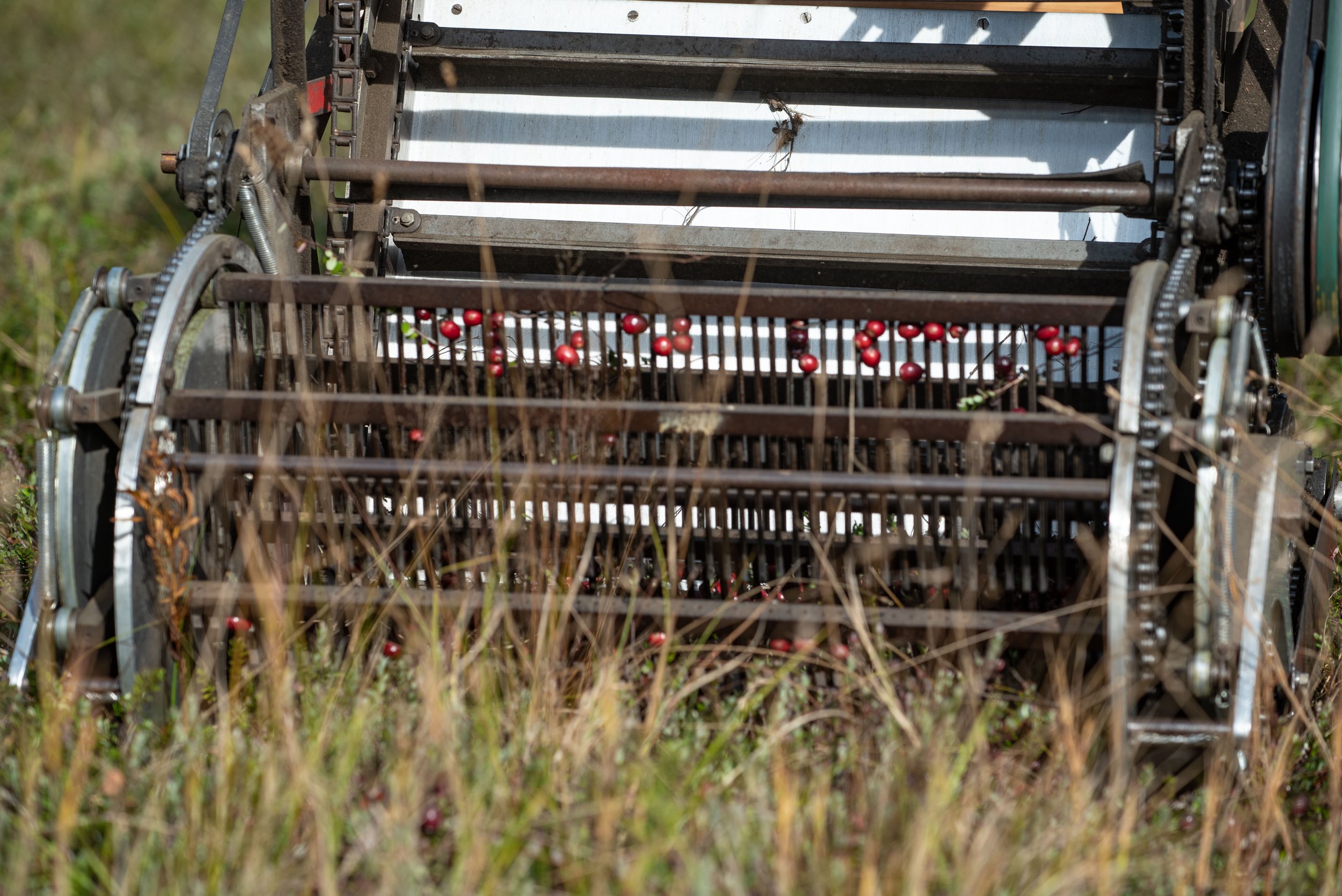 Maine Cranberry Farm-104.jpg