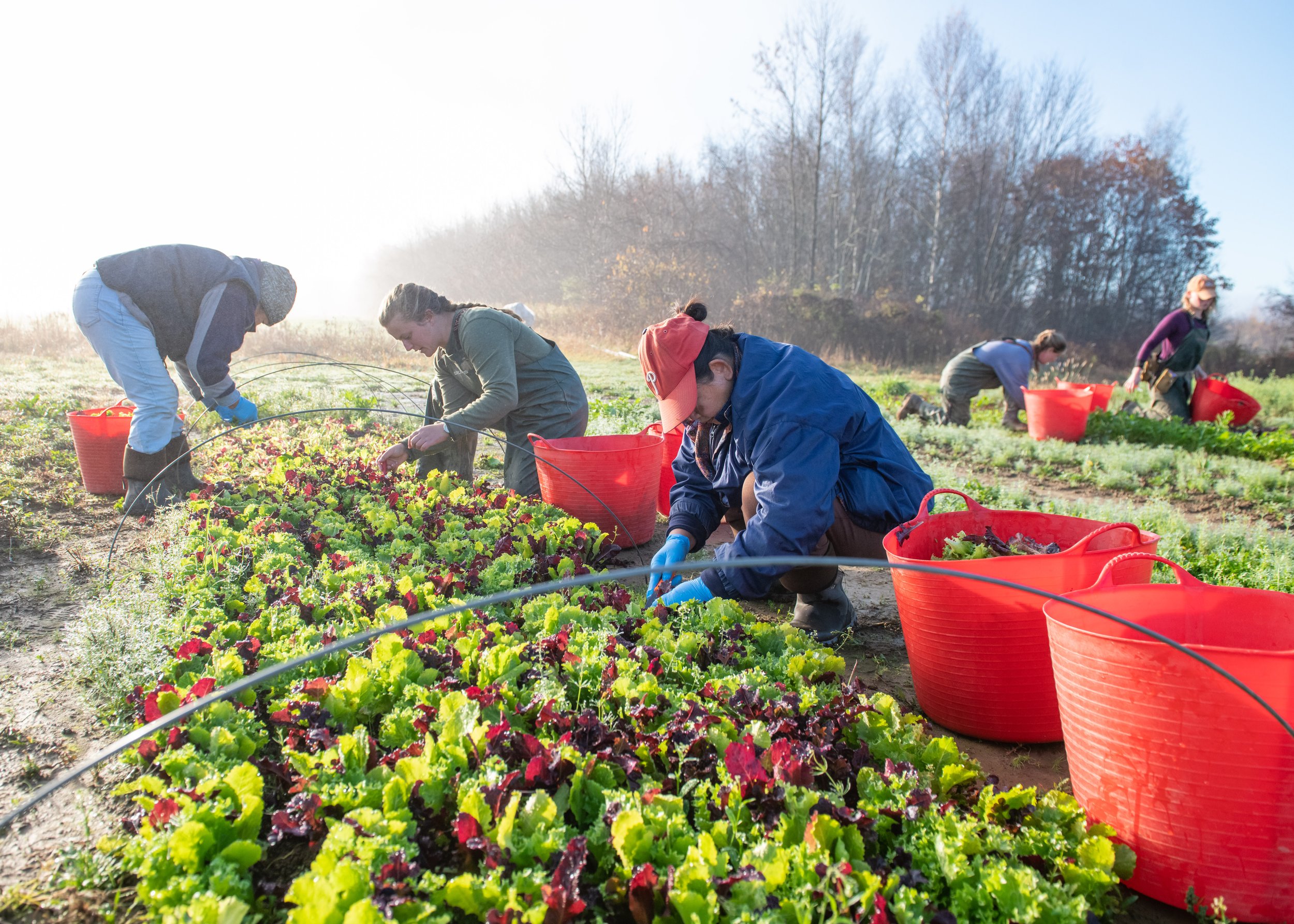 goranson farm kelsey kobik-137.jpg