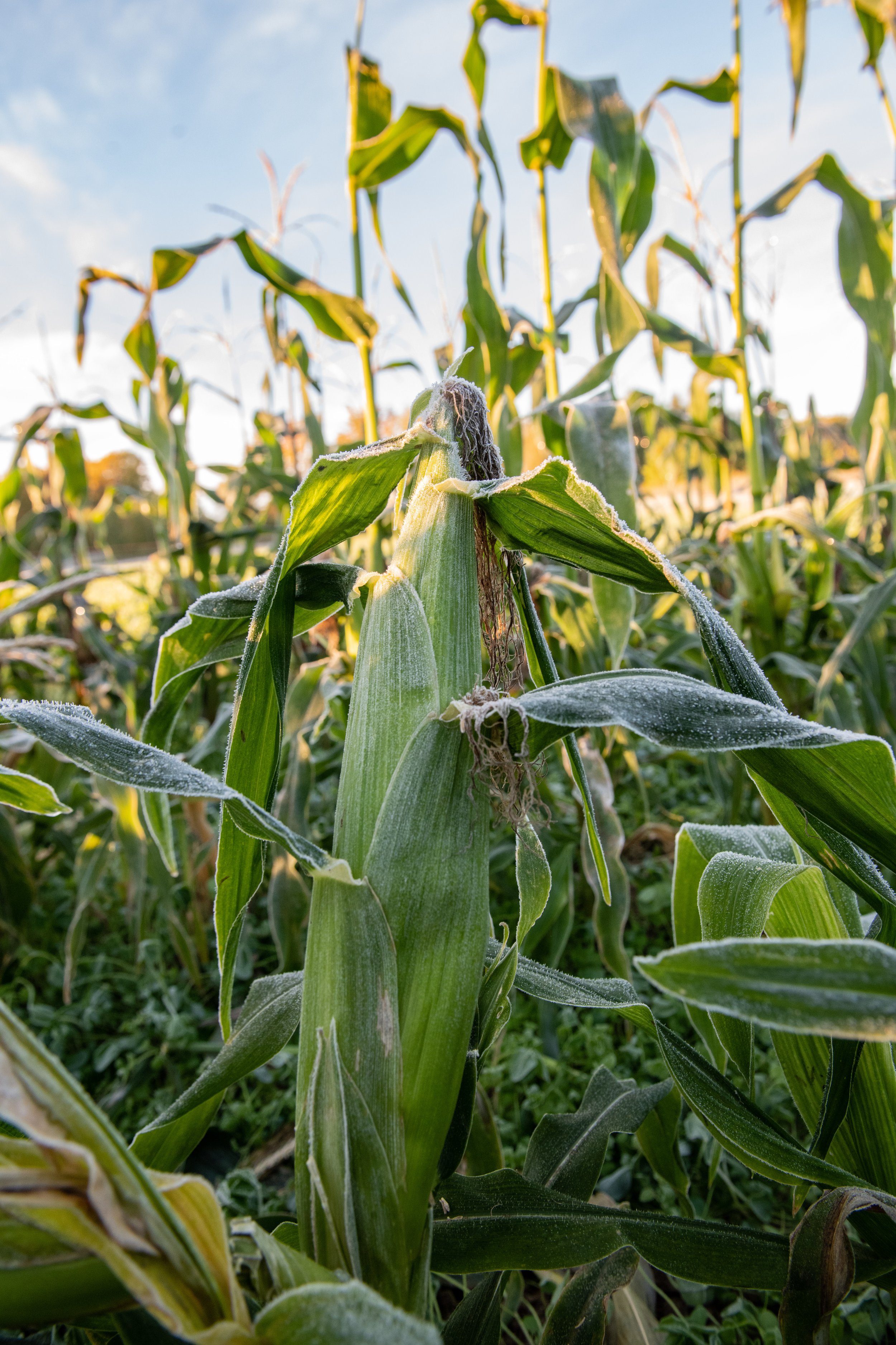 goranson farm kelsey kobik-125.jpg