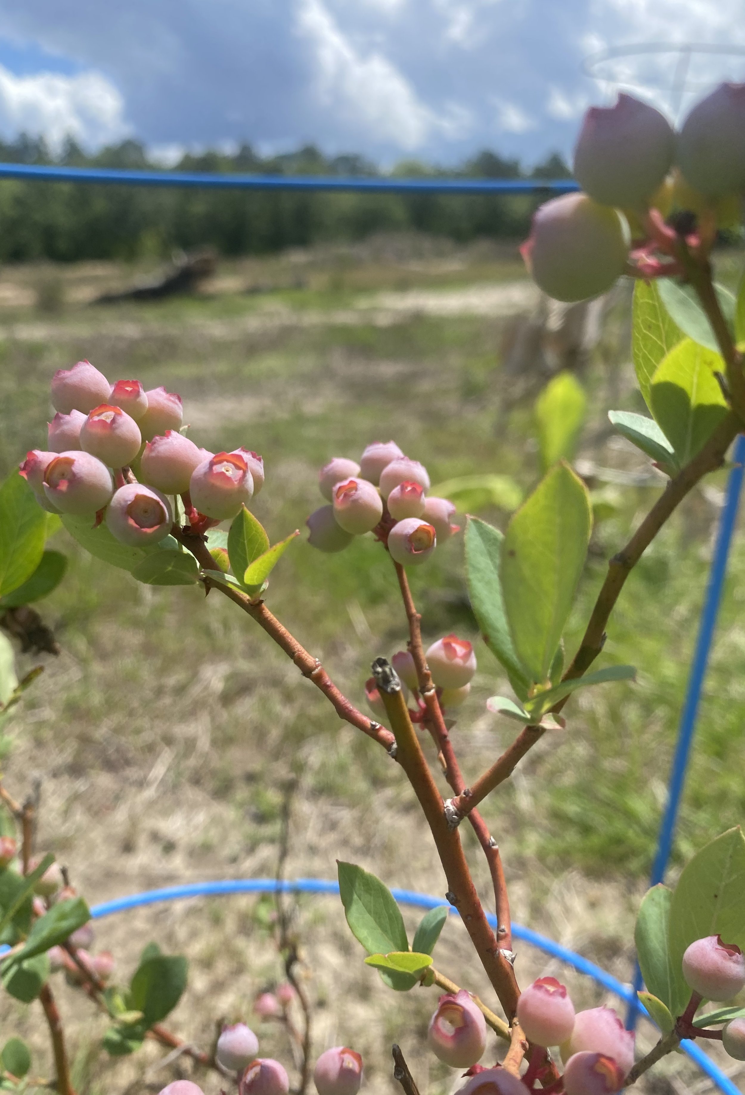 pink blueberries.jpeg