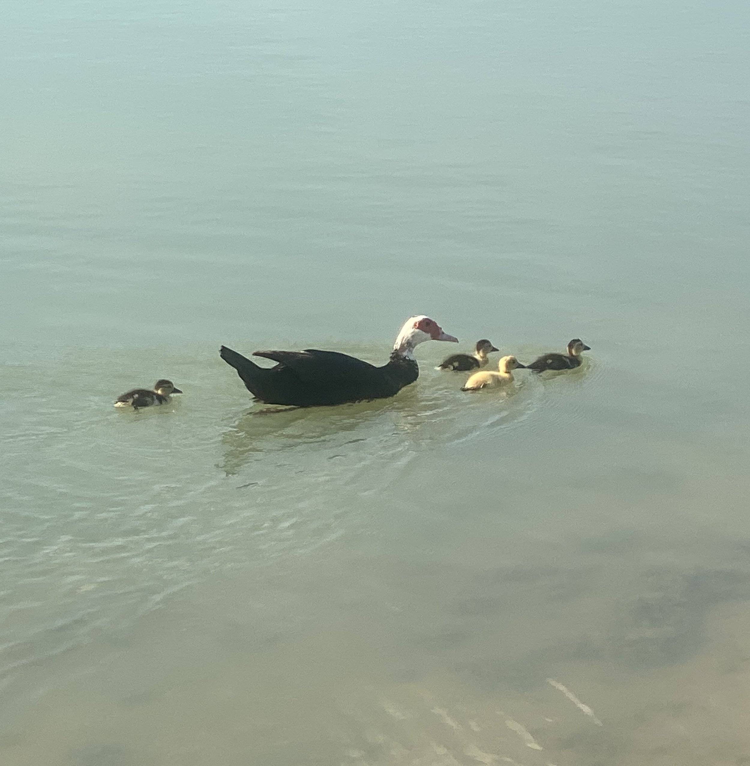 Ducks at pond.jpeg