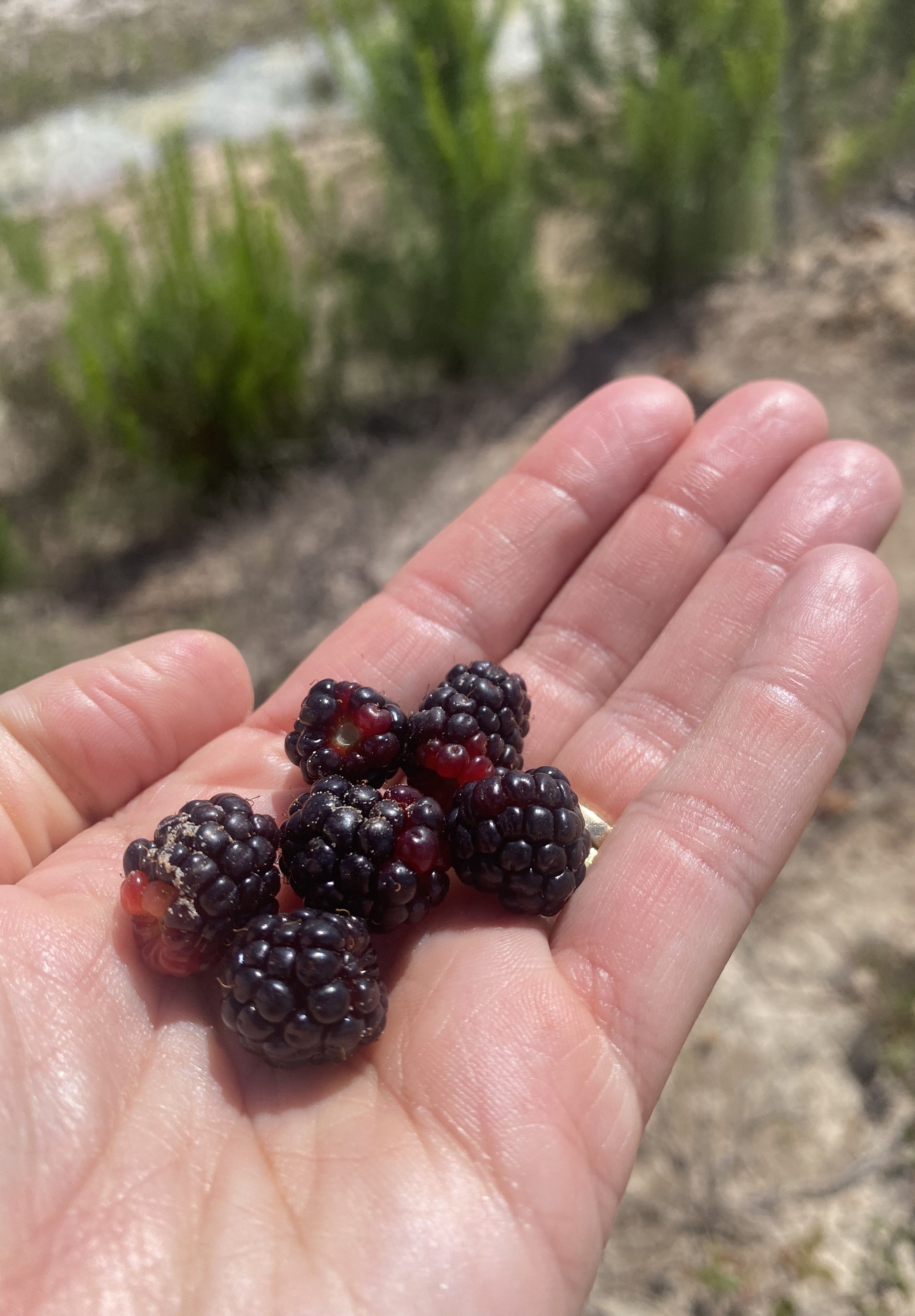 blackberries.jpeg