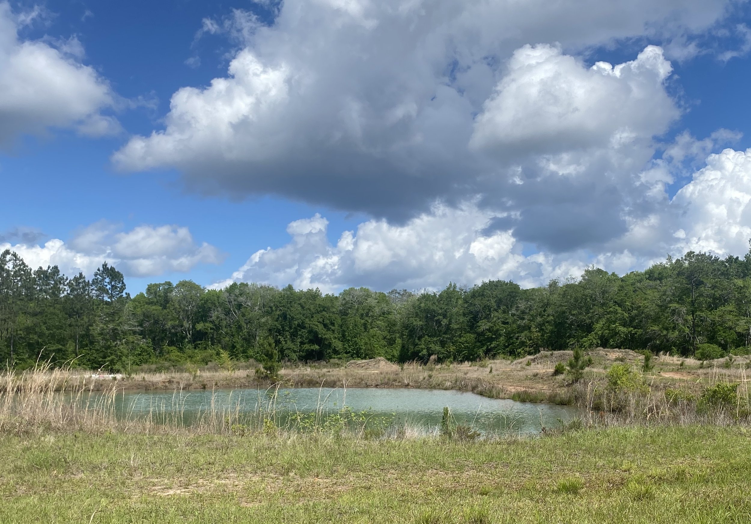 back pond.jpeg