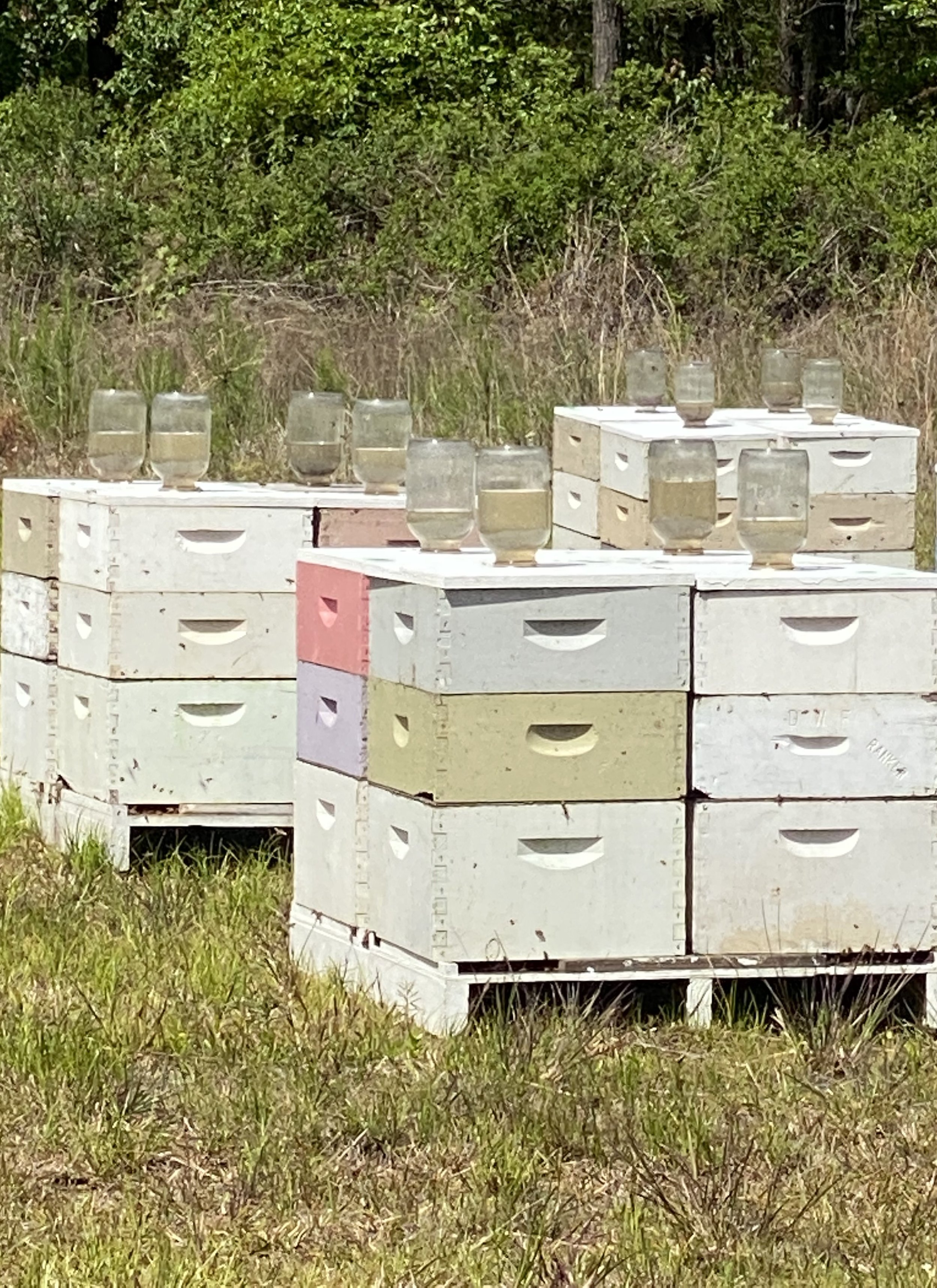 bee boxes.jpeg