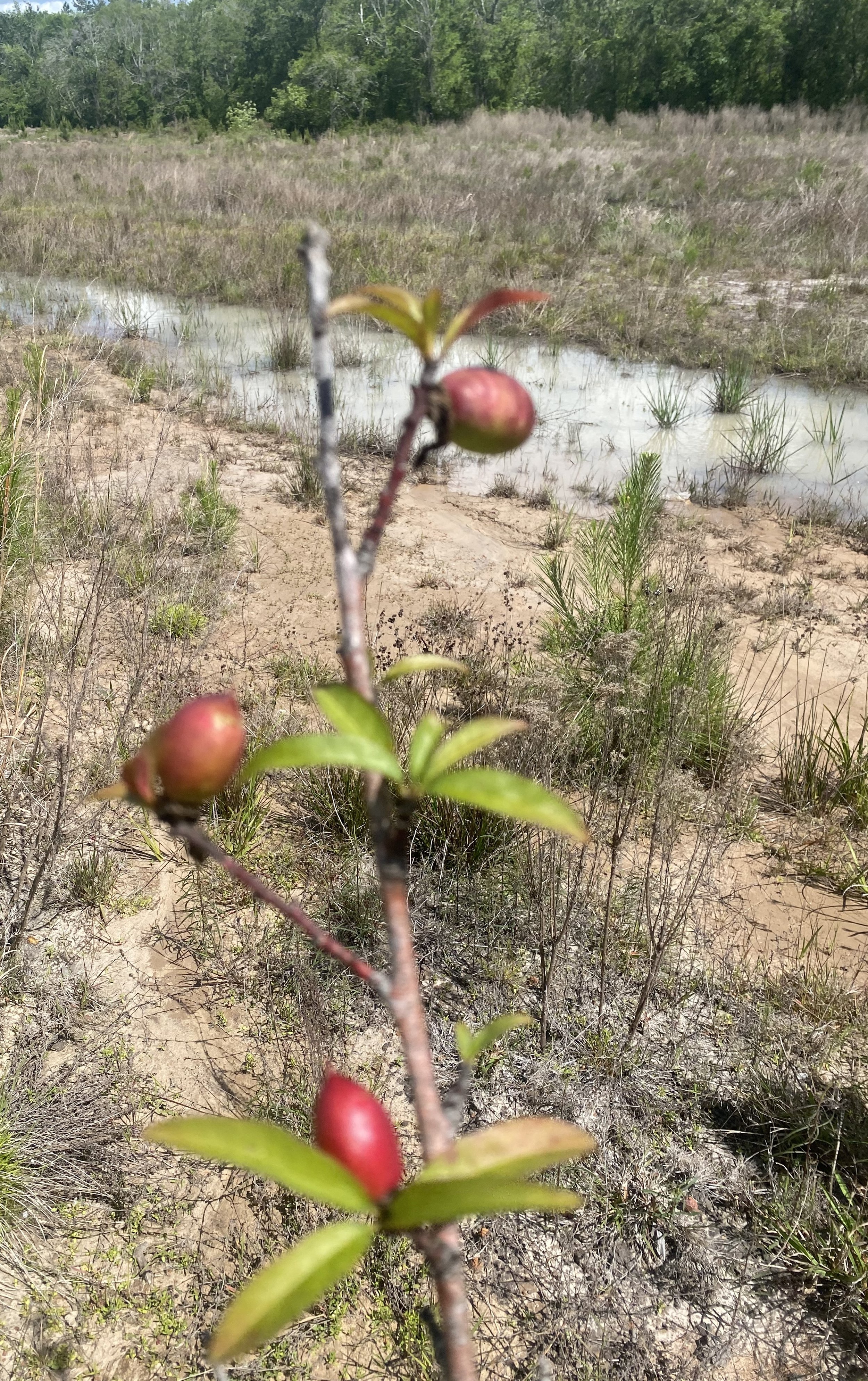 idek what this fruit is.jpeg