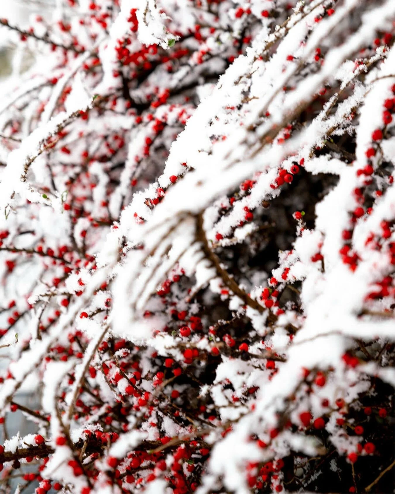 Awake with Wonder: Waiting for the King

&ldquo;Never be lacking in zeal, but keep your spiritual fervor, serving the Lord. Be joyful in hope, patient in affliction, faithful in prayer.&rdquo; &nbsp;Romans 12:11&ndash;12

As we enter this Christmas s