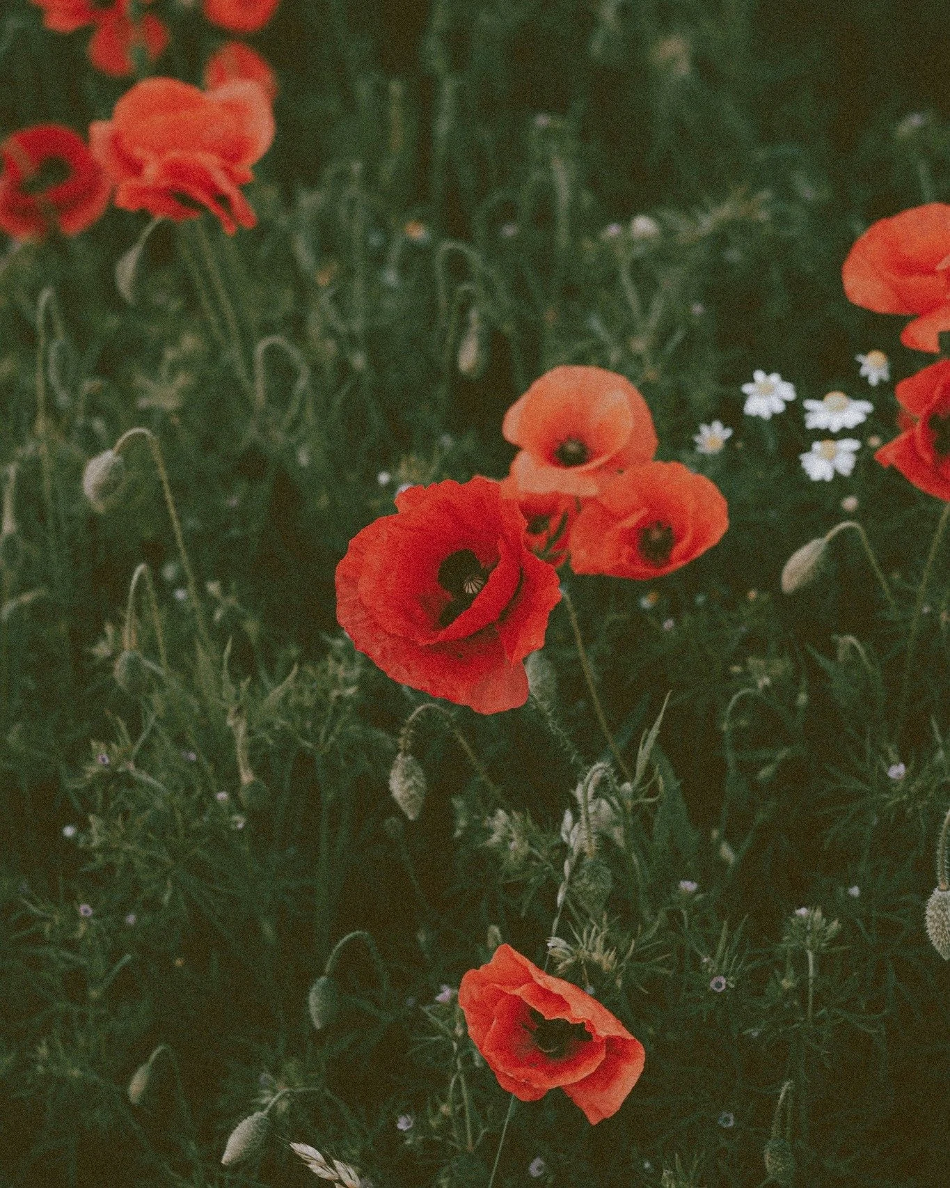 Today we are praying for peace in our homes. Whether your home is filled with laughter, challenges, uncertainty, or transition, may God's presence reign in every room and every relationship.

Heavenly Father, we invite You into our homes. Fill our he