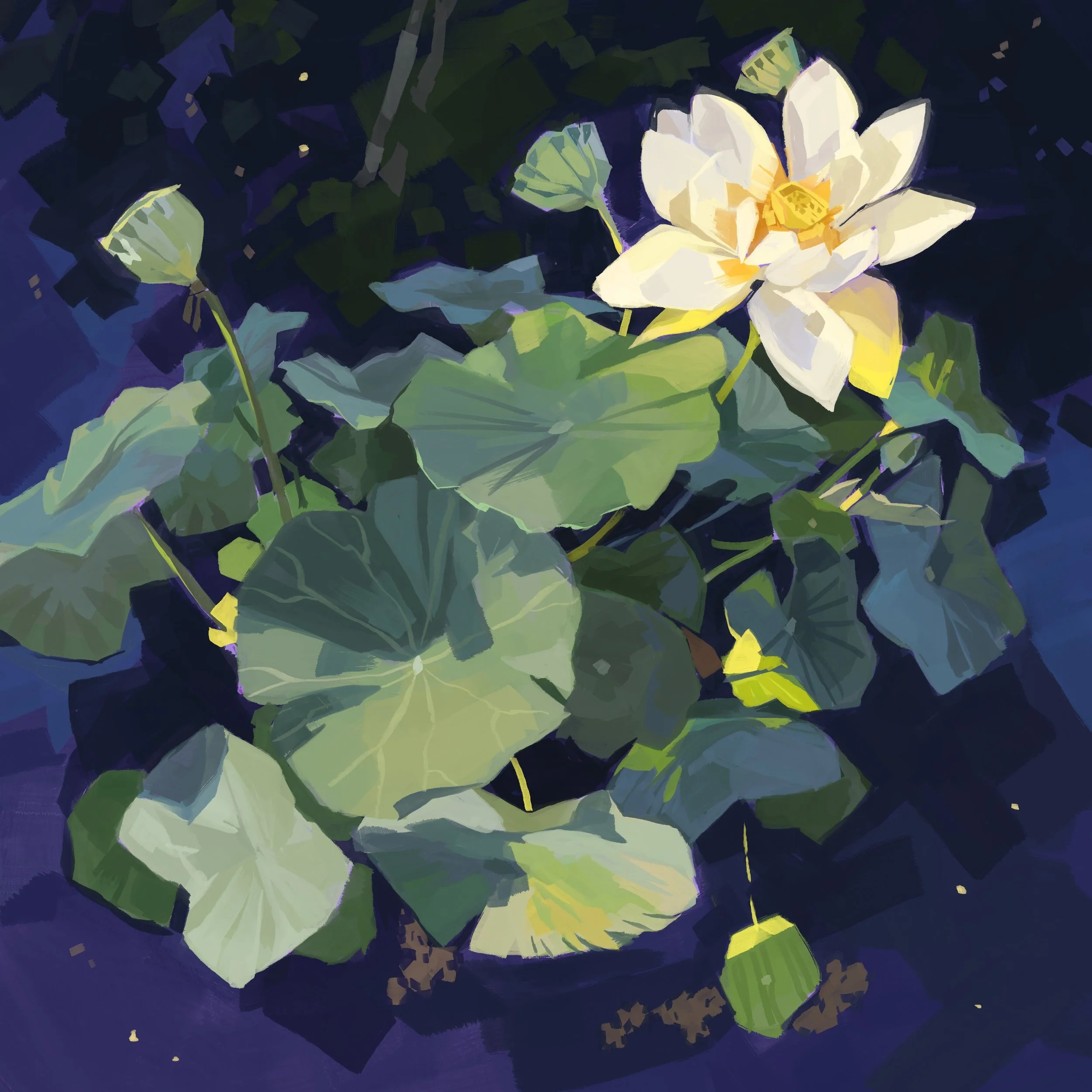 water lily.jpg