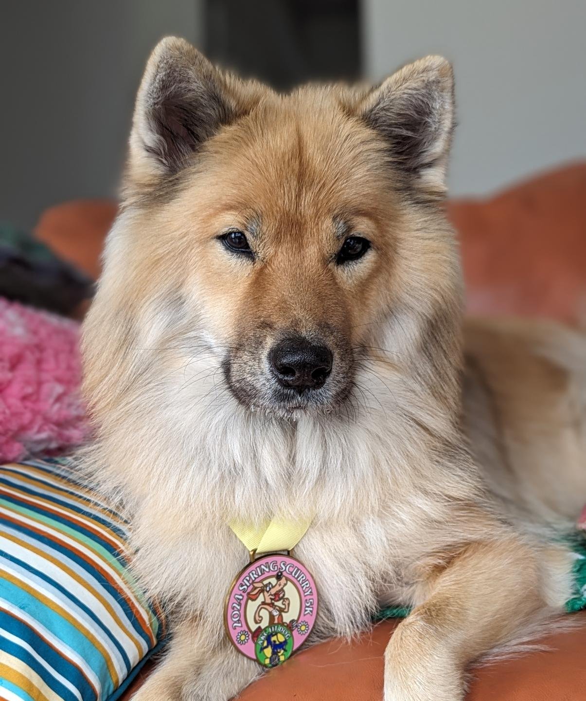 Our resident matriarch Lili 👑 spent part of her birthday on a long walk with me that doubled for her AKC Spring Scurry participation, and with that, also earned her Fit Dog Bronze 🥳. I'm also going to work towards the next Fit Dog title with her ov