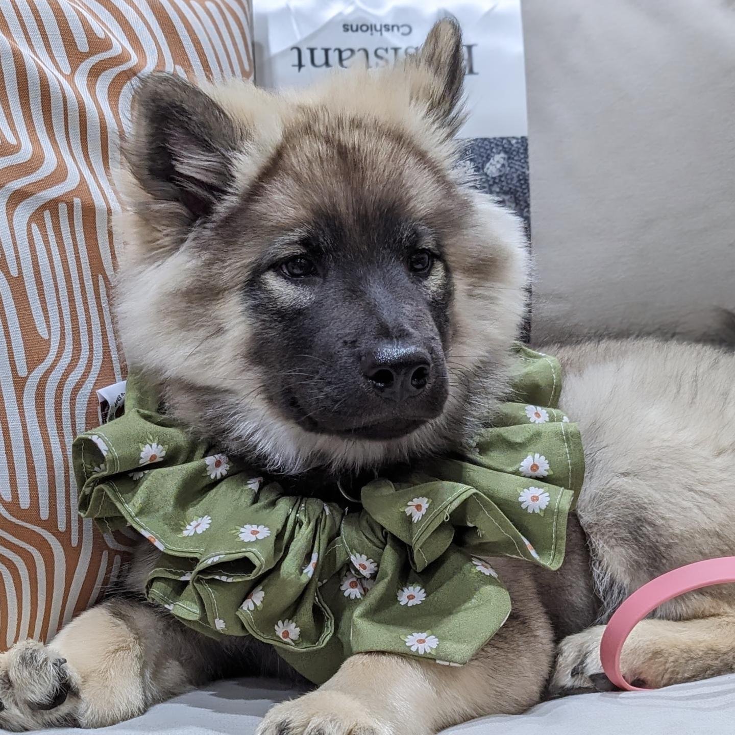 When you're just a baby but you wear your mom's clothes 🧣 because you insist that you're a big girl now 😤
.
.
.
#eurasier #eurasiersofinstagram #eurasiersofnorthamerica #useurasier #eurasierlove #eurasierlife #dogsofinstagram #instadog #akcfss #akc
