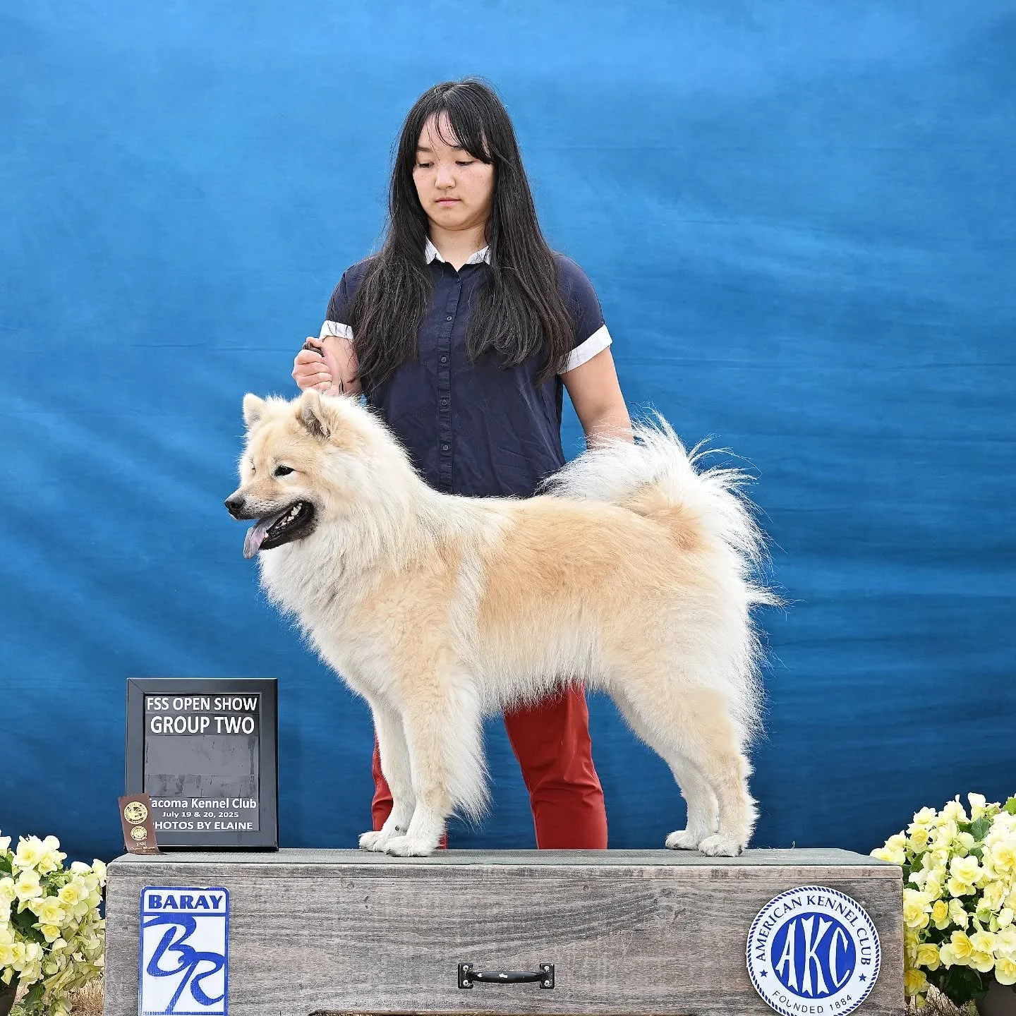 It's been a tiny bit chaotic at home so I didn't get around to posting this photo of Leif from the Tacoma Kennel Club shows a couple weeks ago. He placed 3rd in group on Saturday and 2nd in group on Sunday! Our Sunday judge called him cute and sensit