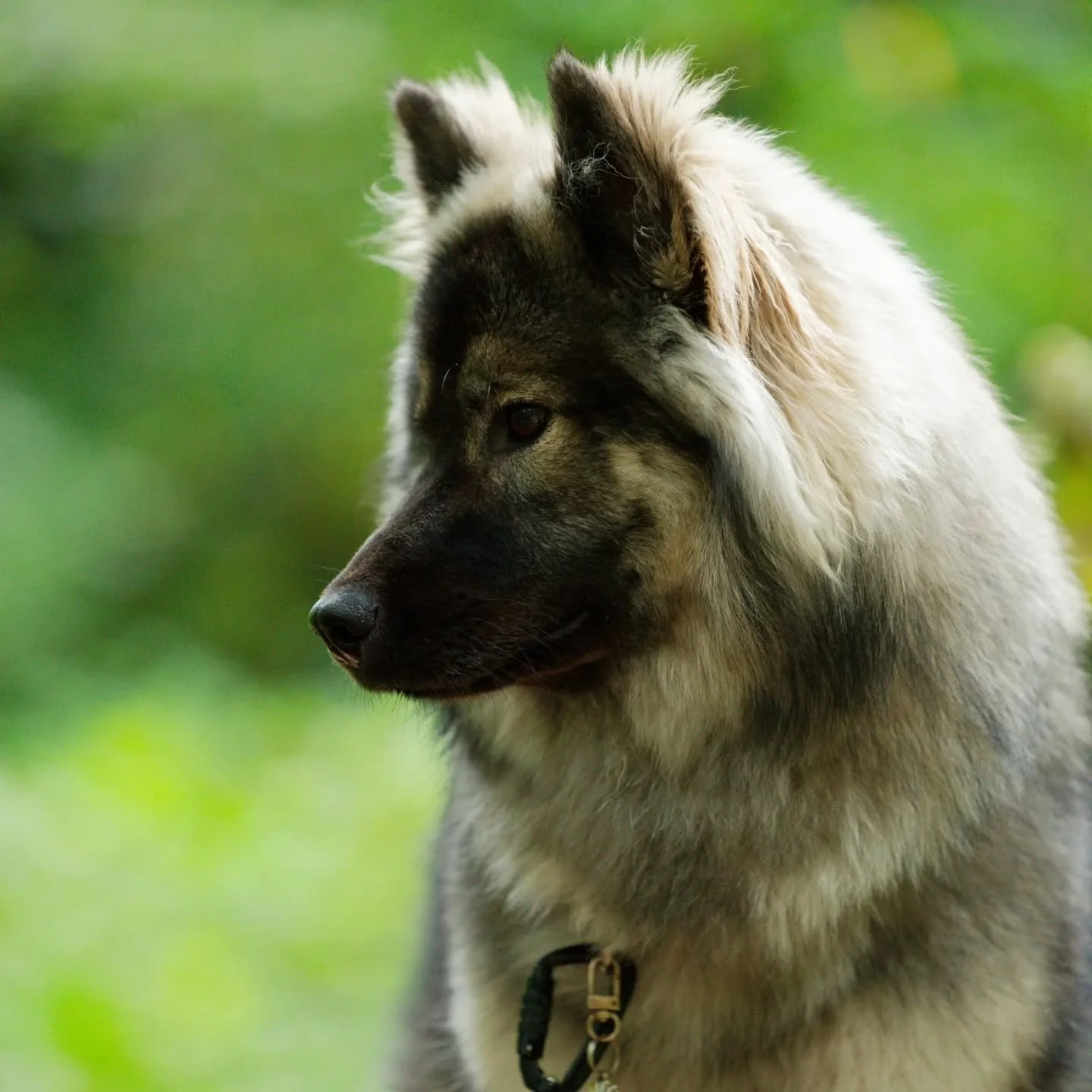 Eunike ex Lupa Nigra 🫶🏻

The prettiest little lady with the most endearing mannerisms 🥹.
.
.
.
#eurasier #eurasiersofinstagram #eurasiersofnorthamerica #useurasier #dogoftheday #purebreddog #akc #akcfss #ekweurasier #eurasiersofgermany