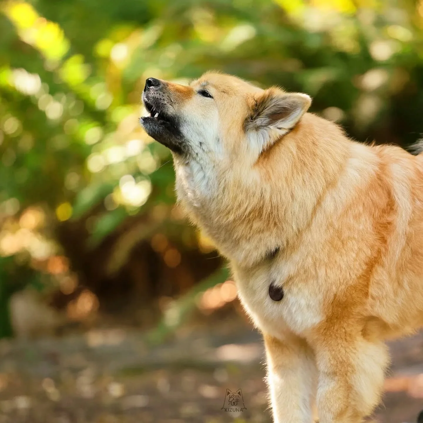 My grid is sorely lacking in Lili these days - she's been having fun in nosework 🐽 and tagging along to some of Nike's lessons. Anyway, here she is yelling at my partner for her cookies 🍪 because he asked her to wait while I tried to take some phot
