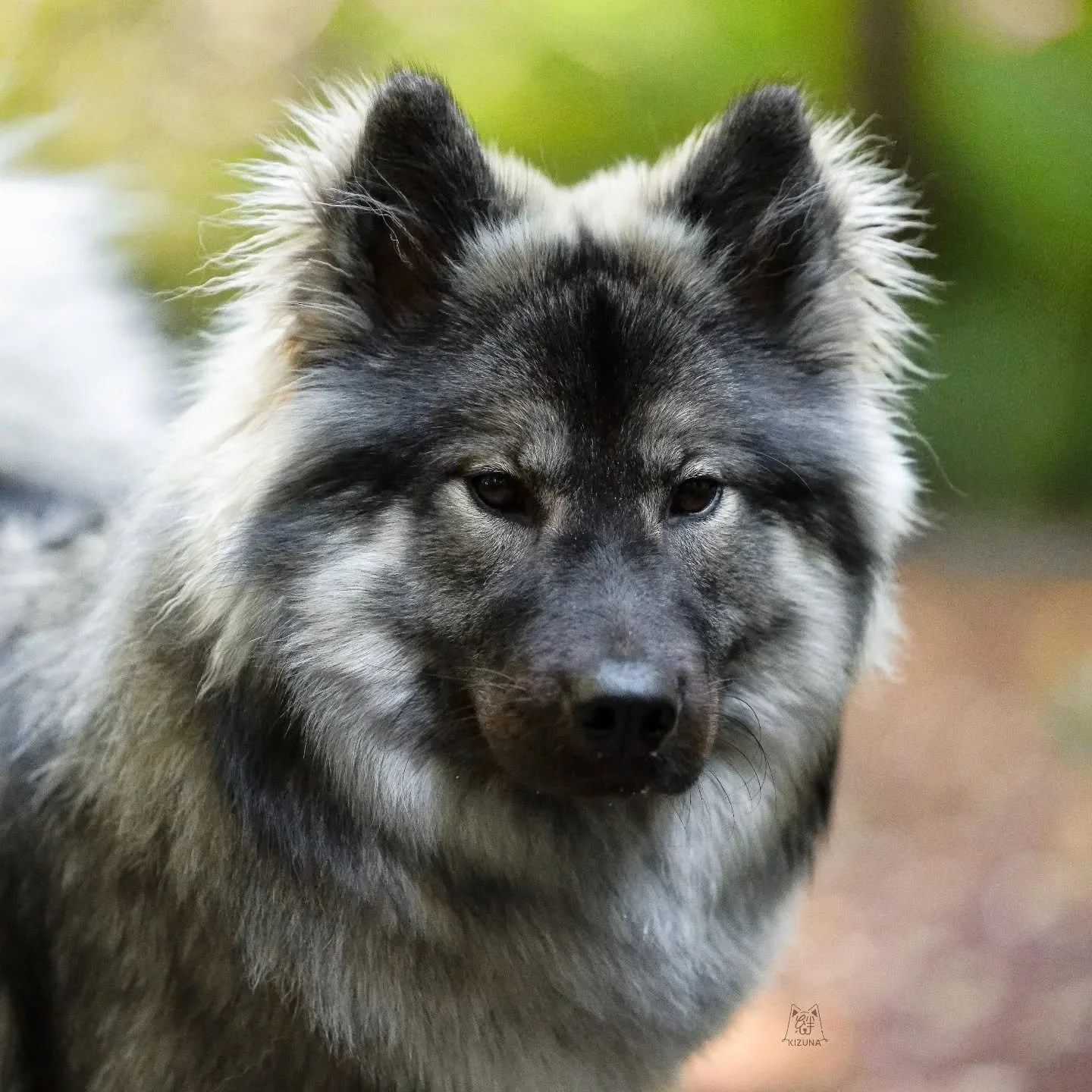 A very unserious girly hiding behind her very serious eyebrows 😤 
.
.
.
#eurasier #eurasiersofinstagram #eurasiersofnorthamerica #useurasier #dogoftheday #purebreddog #akc #akcfss #ekweurasier #amateurphotography #dogphotography