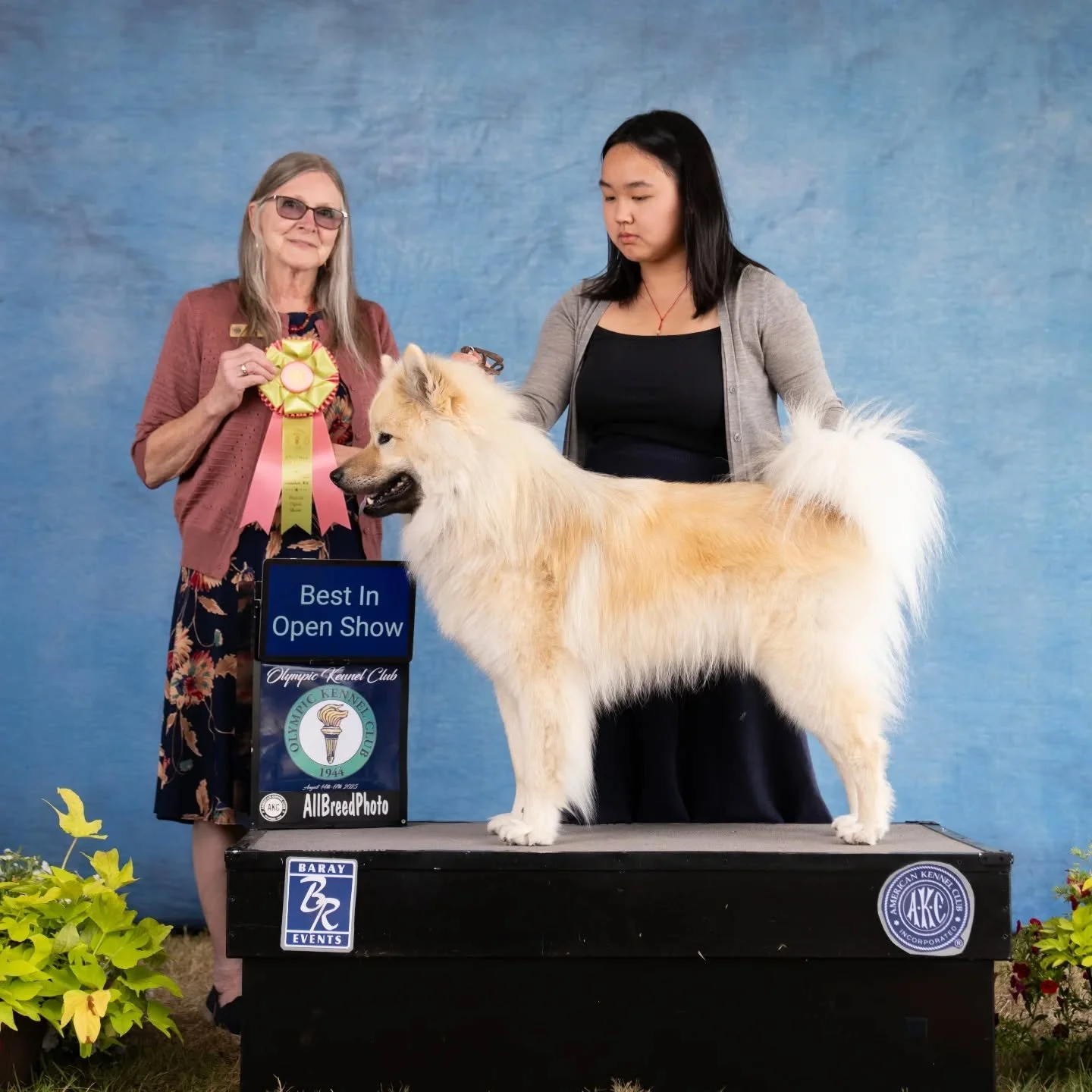 Back to back Best in Open Show wins 🥇! We. Are. Stunned 😳🤯. It did not remotely occur to me going into this weekend that this would be the result 😭. 

Our greatest thanks to judge Kathleen J Brock for seeing our boy, and Chris Nelson (@the_dog_ex