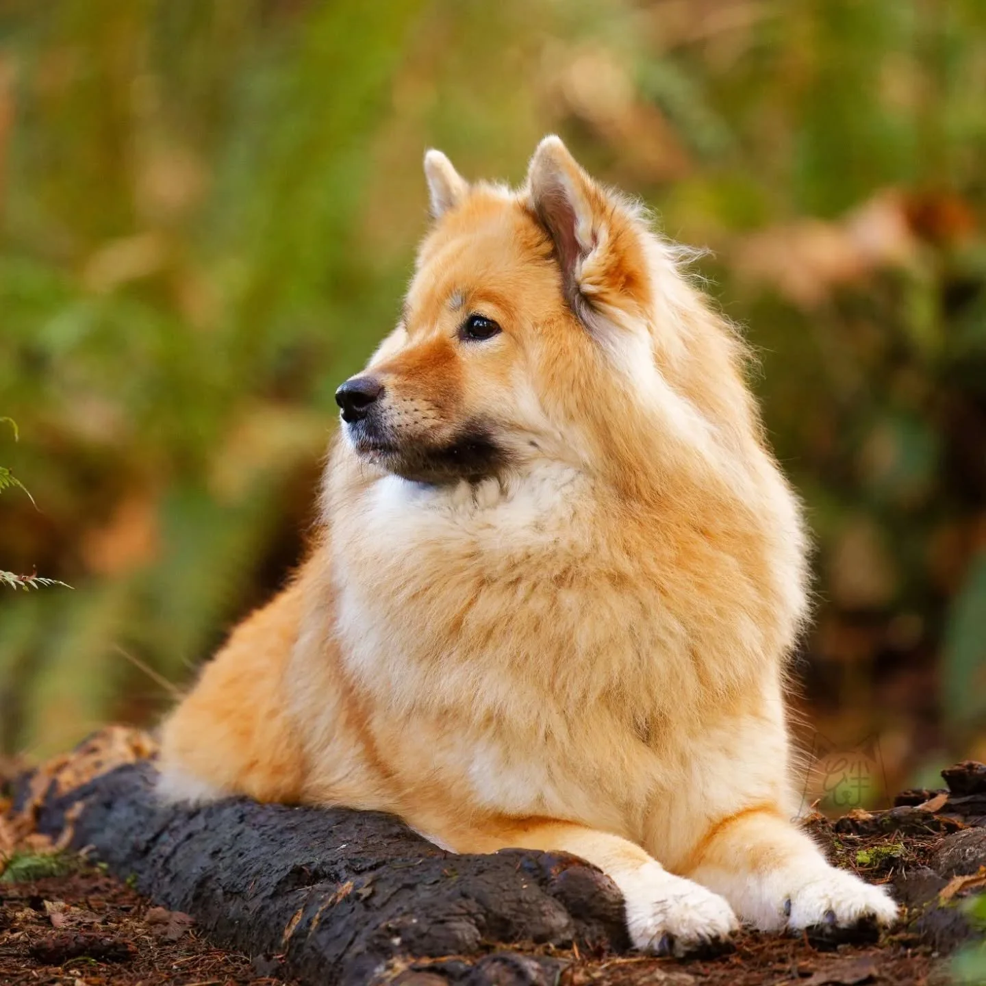 Last year, I retired Lili from my breeding program and spayed her. Behavior wise, not much has changed. But physically, you can certainly spot one major difference. Swipe to see what she looked like a year ago before her spay!