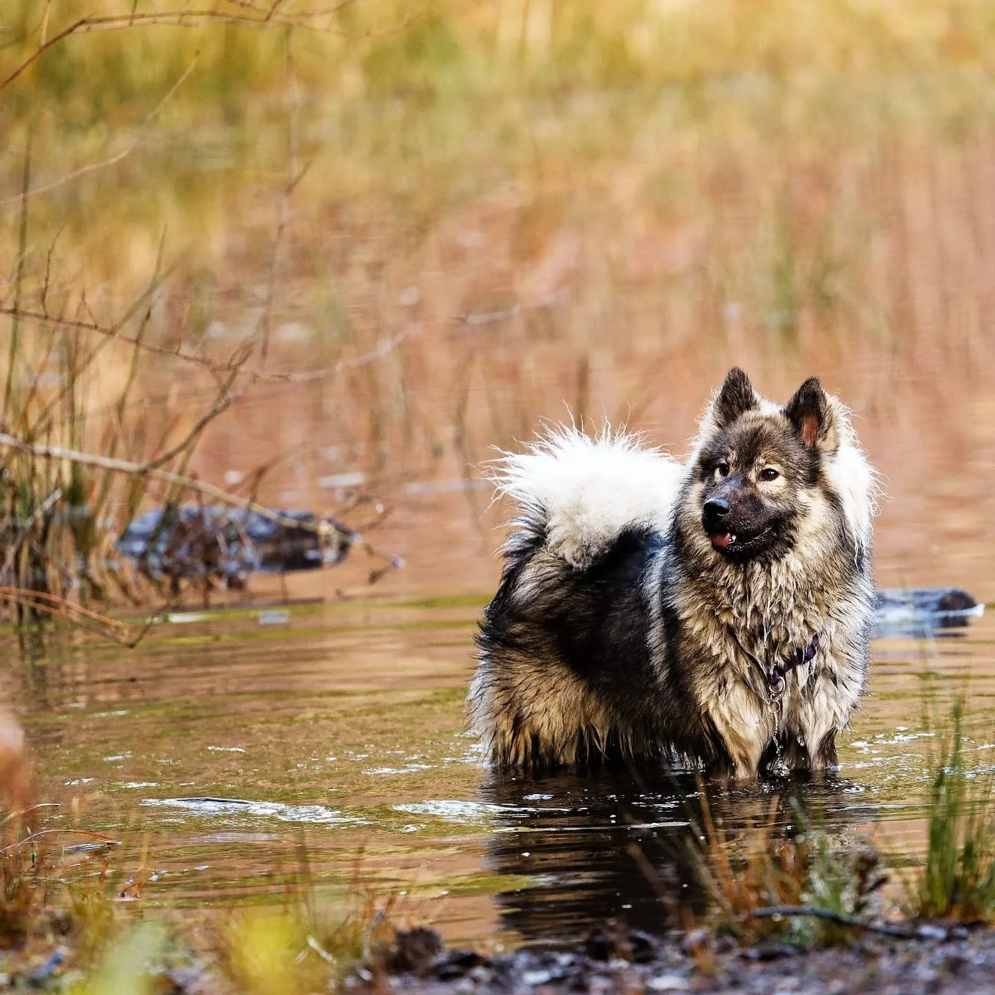 Crying in the club because all we have in the PNW in the winter are rain, puddles, and mud. At least the puddle puppy is cute 🐒. Someone sponsor me for a high velocity dog dryer so I'm not torturing my hair dryer anymore with baths ☔.

Eunike ex Lup