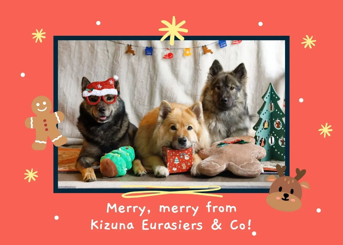 Happy howlidays and merry merry from the Kizuna dogs and their humans! 🎄🦌☃️