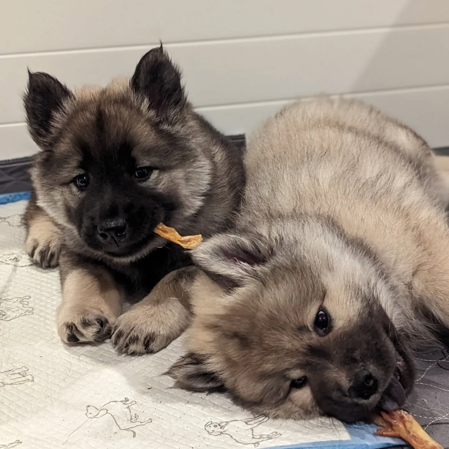 These two nuggets turned two! years old today! Happy birthday to Mamon and Meeko! 🥳🎂🎁 Their humans are fantastic humans and love them so much and I'm always forever grateful to have them as puppy owners 🙏🏻.