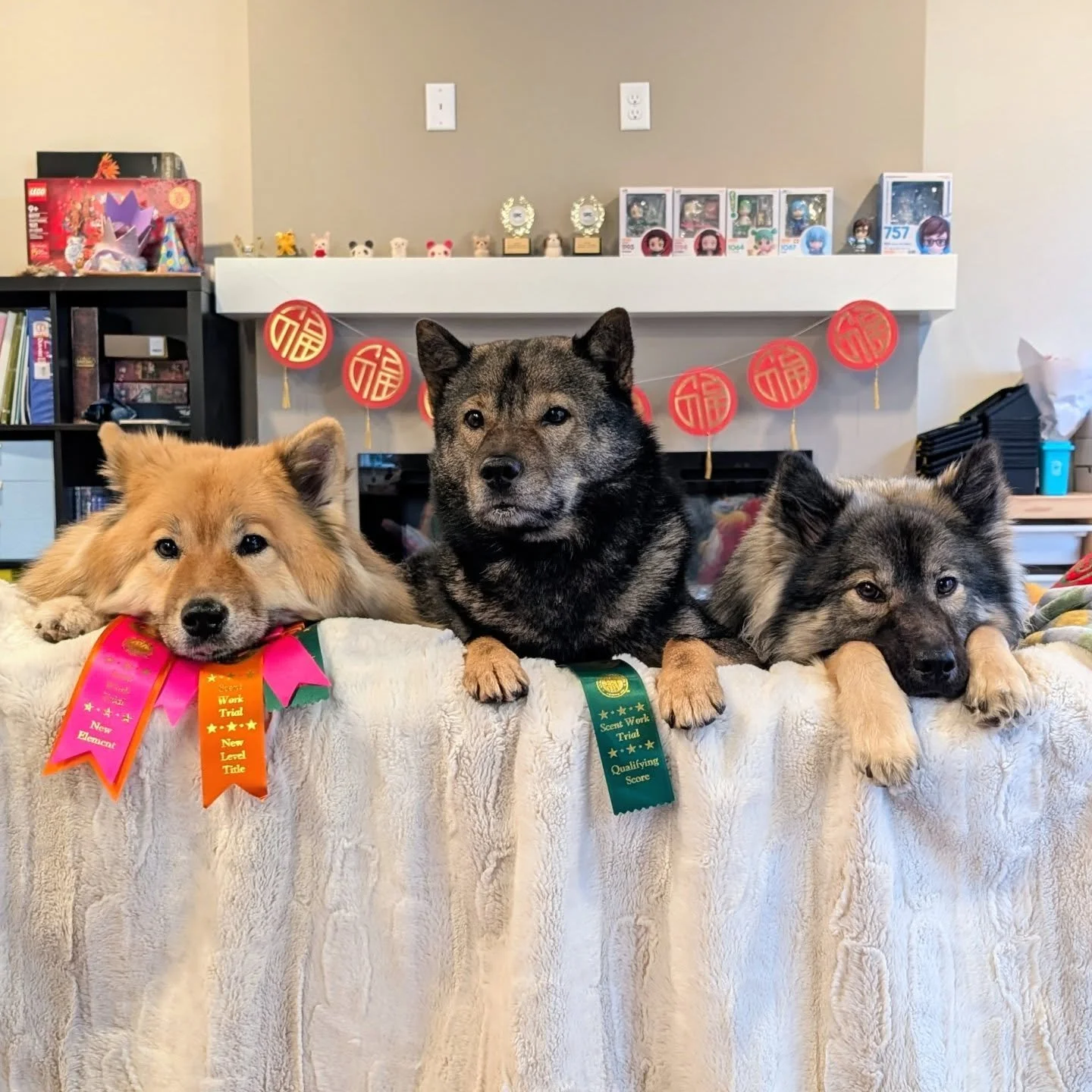 Today was a long but good day for the trio 🐶🐶🐶. We finally finished Lili's very last Q in advanced exterior and she earned both her SEA and SWA titles in AKC scent work 🐽. Howru qualified in both his novice buried and exterior runs 🐽. Nike was a