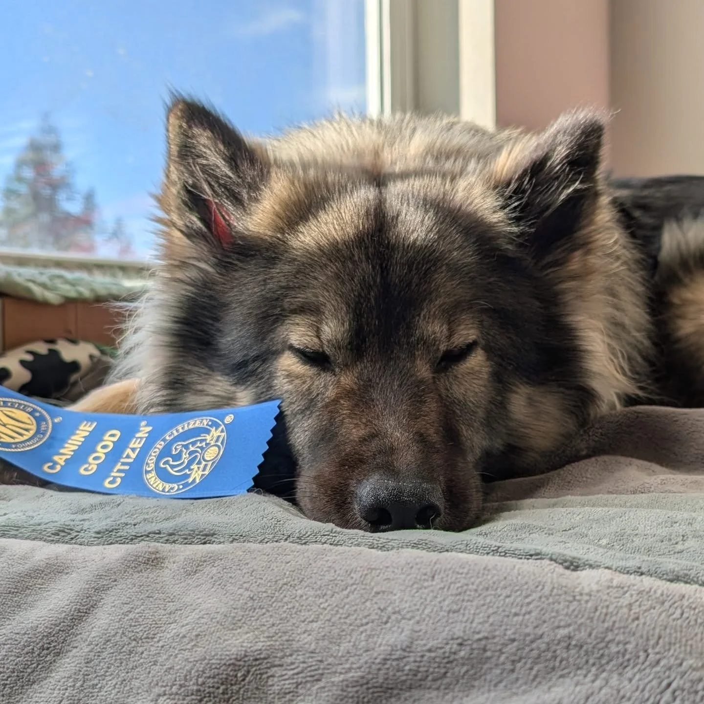 Pending AKC confirmation, our babey is now "Eunike ex Lupa Nigra CGC"! Her first little title 🙌🏻! Officially a Canine Good Citizen 🫡! 

Thanks to Kayley at @in_stride_azawakh for the training and evaluation 🙏🏻.