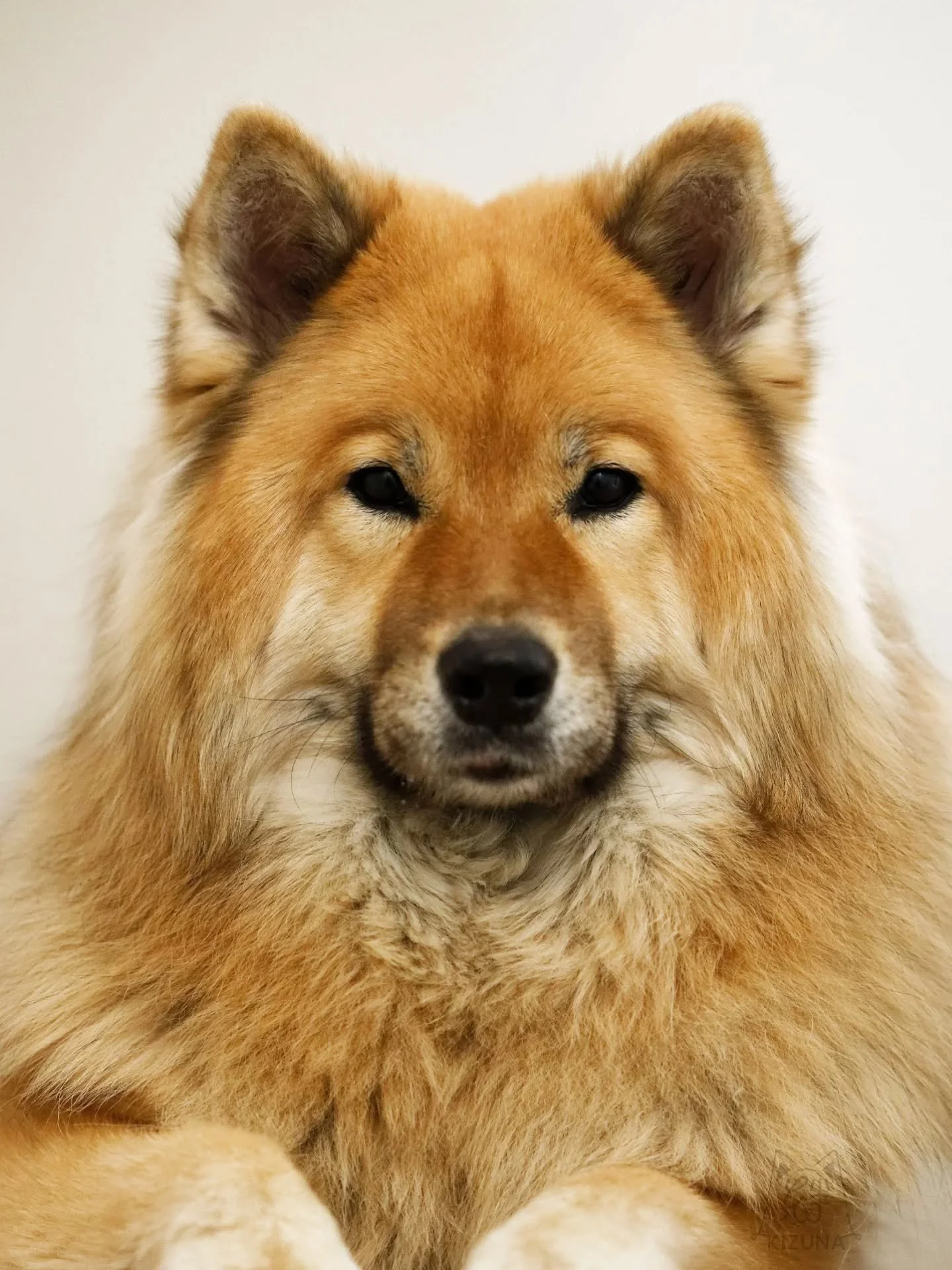 The fun thing about having a camera is that you can take decent-ish quality passport photos of your dogs on your lunch break.

It's good to have some fun things to do when everything else is metaphorically on fire and your stomach hasn't been settled