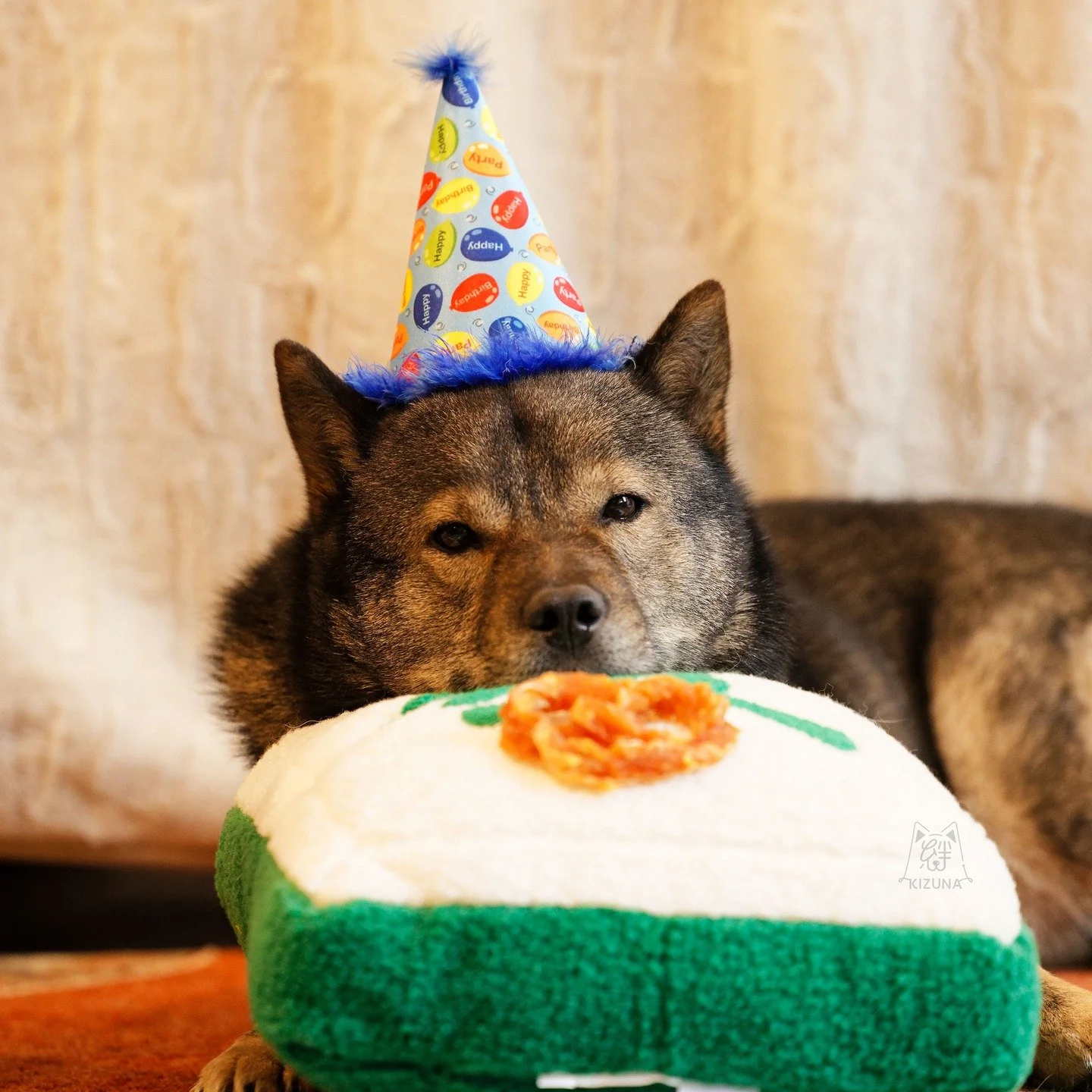 My COVID puppy is 6 years old now and I'm not okay 😭. 

He spent his morning dragging me through the rain 🌧 and mud to hunt for rats at a dairy farm 🐄. I screamed a few times when I almost lost my boots in the muck. And then I gave him this turkey