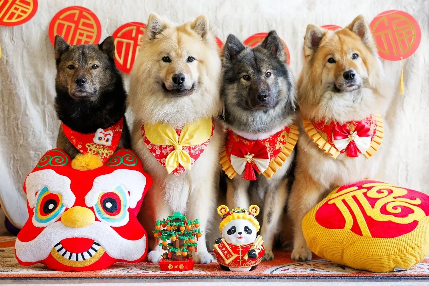 新年快樂, 恭喜發財 ㊗️🧧!

May good fortune, health, and prosperity be plentiful in this new year 🙏🏻☺️.
.
.
.
Hokuryuu Go Kaijusou
Kizuna Argent Leif
Eunike ex Lupa Nigra
Sundogs Ocean Lili