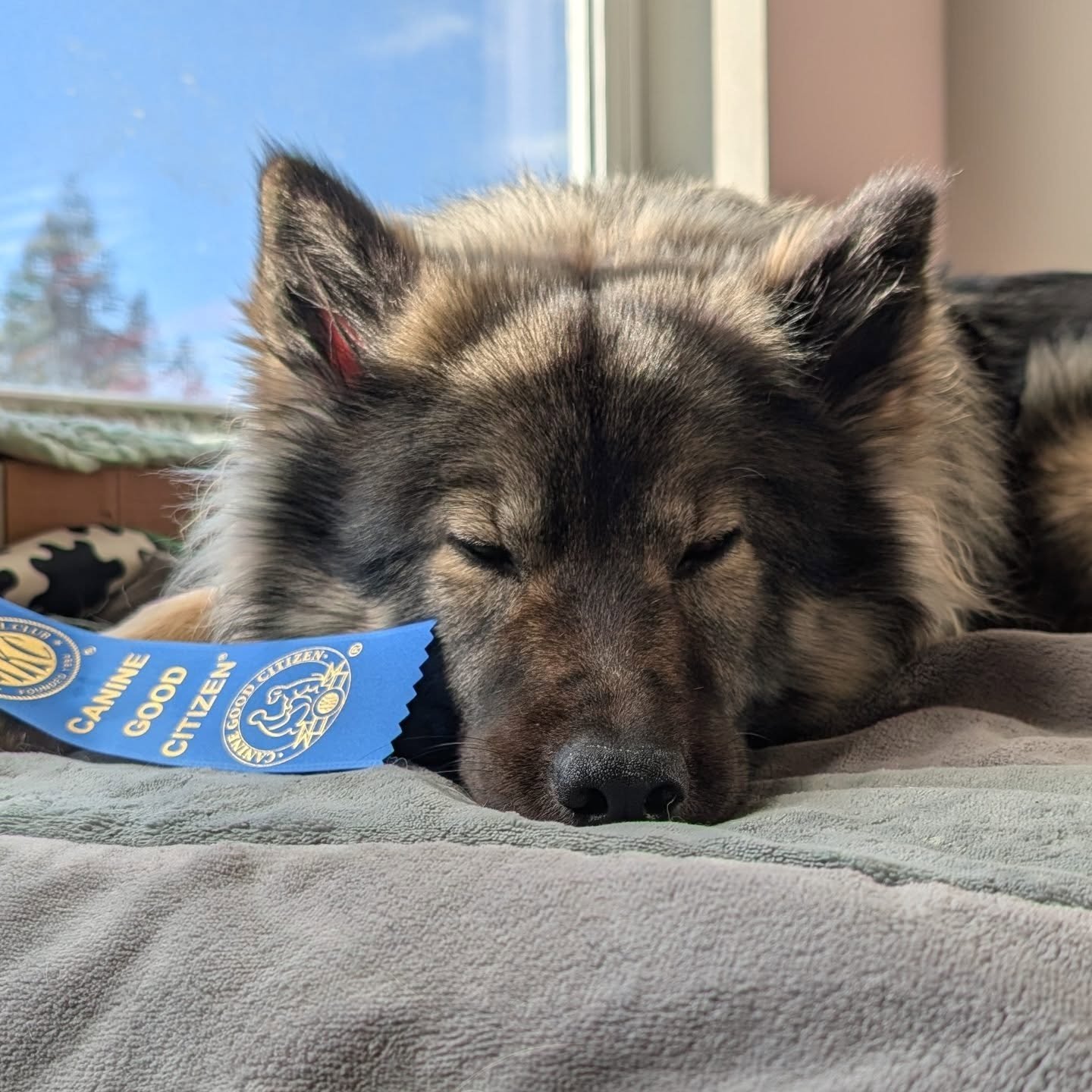 Pending AKC confirmation, our babey is now "Eunike ex Lupa Nigra CGC"! Her first little title 🙌🏻! Officially a Canine Good Citizen 🫡! 

Thanks to Kayley at @in_stride_azawakh for the training and evaluation 🙏🏻.