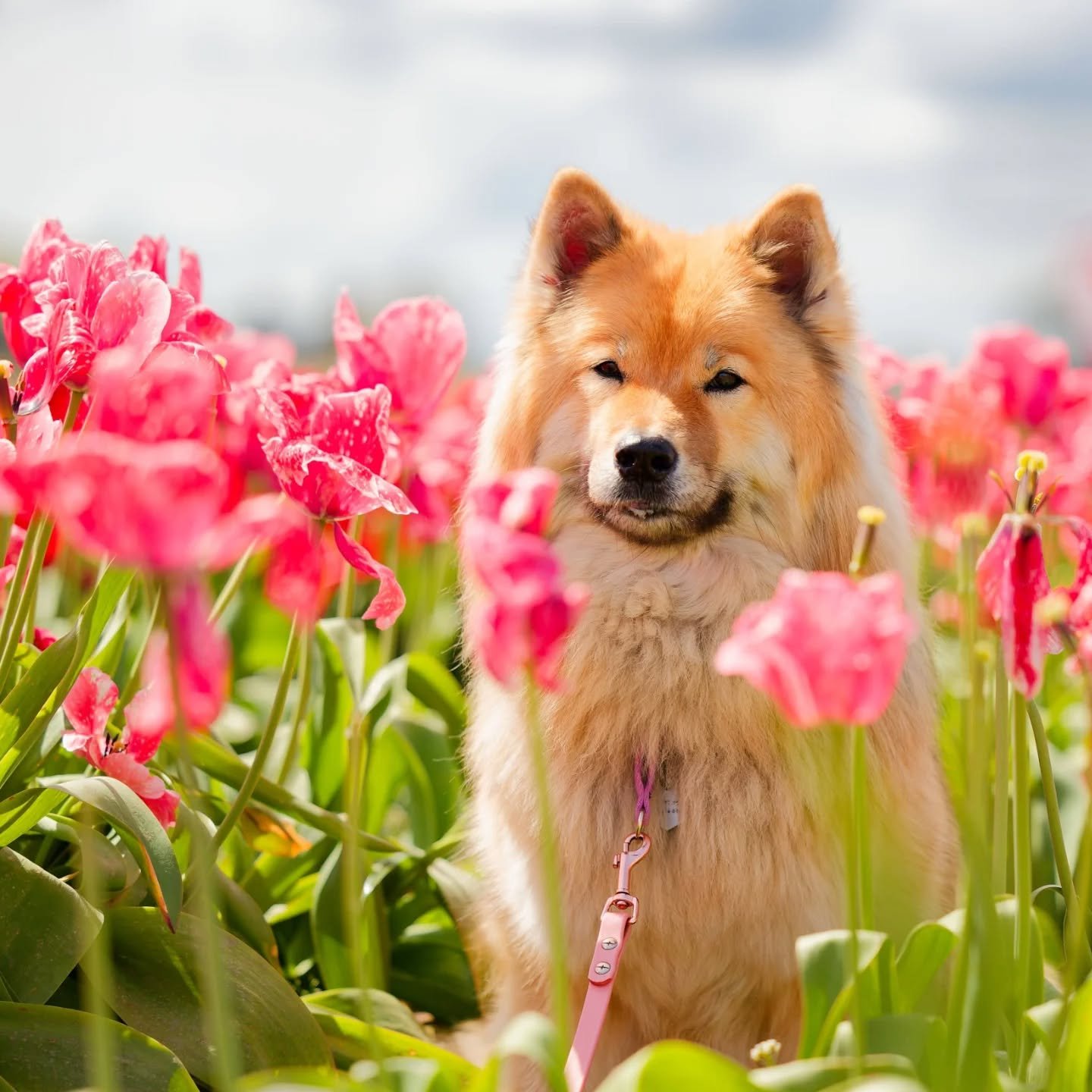 🌷🐕🌷🐕🌷🐕

I crossed off one more spot on my dog photography location list - tulips at Mount Vernon.

The older two were pretty good about letting me pose them, but Nike's teenage brain was a little 🤯 so we didn't try too much with her. 

It's a 