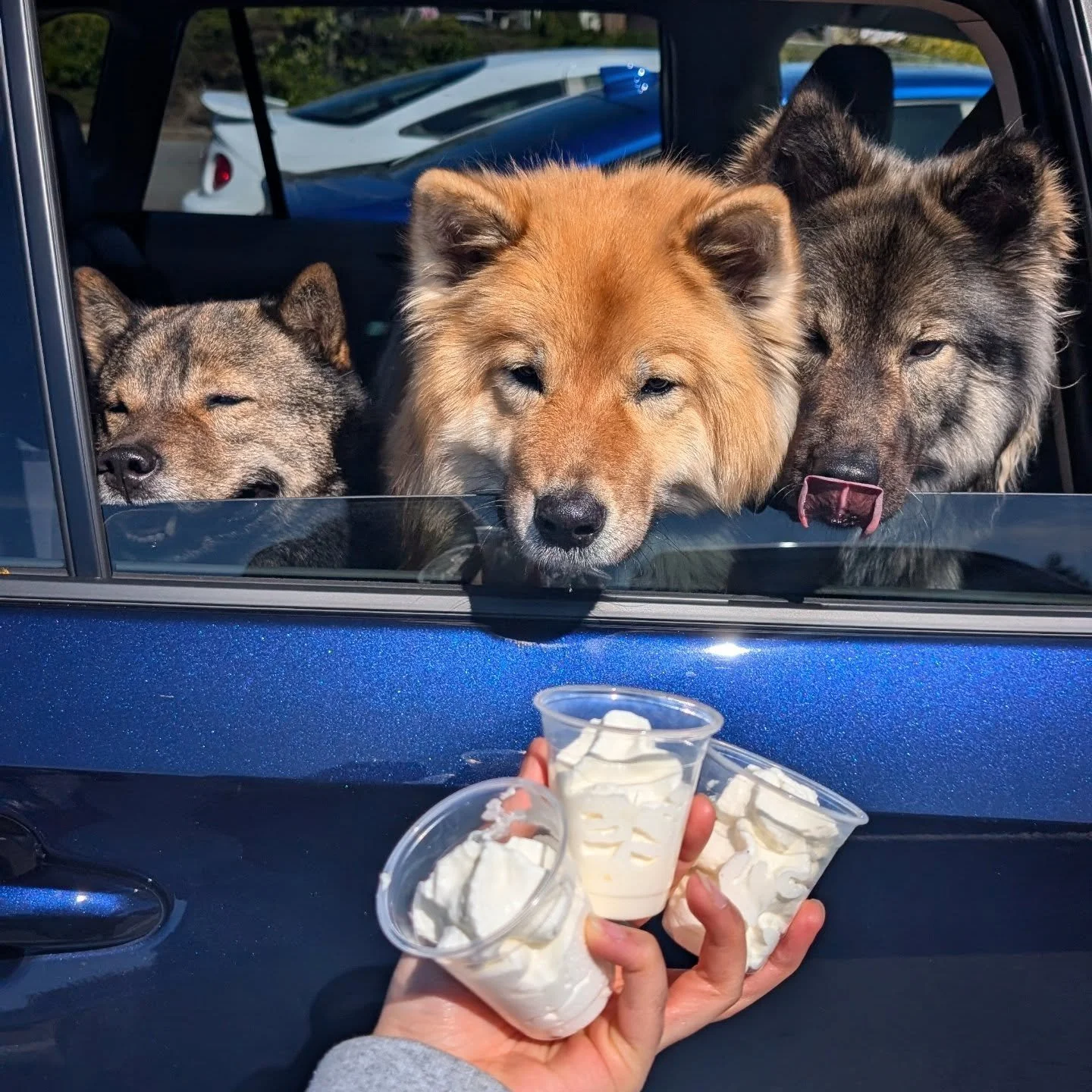 Covering this post with this very cute photo of the trio from my stories waiting very patiently for their pup cups while drooling on the car 🤤.

Also Lili and Howru earned their NASDA UL-1 titles this past weekend and earned their first set of point