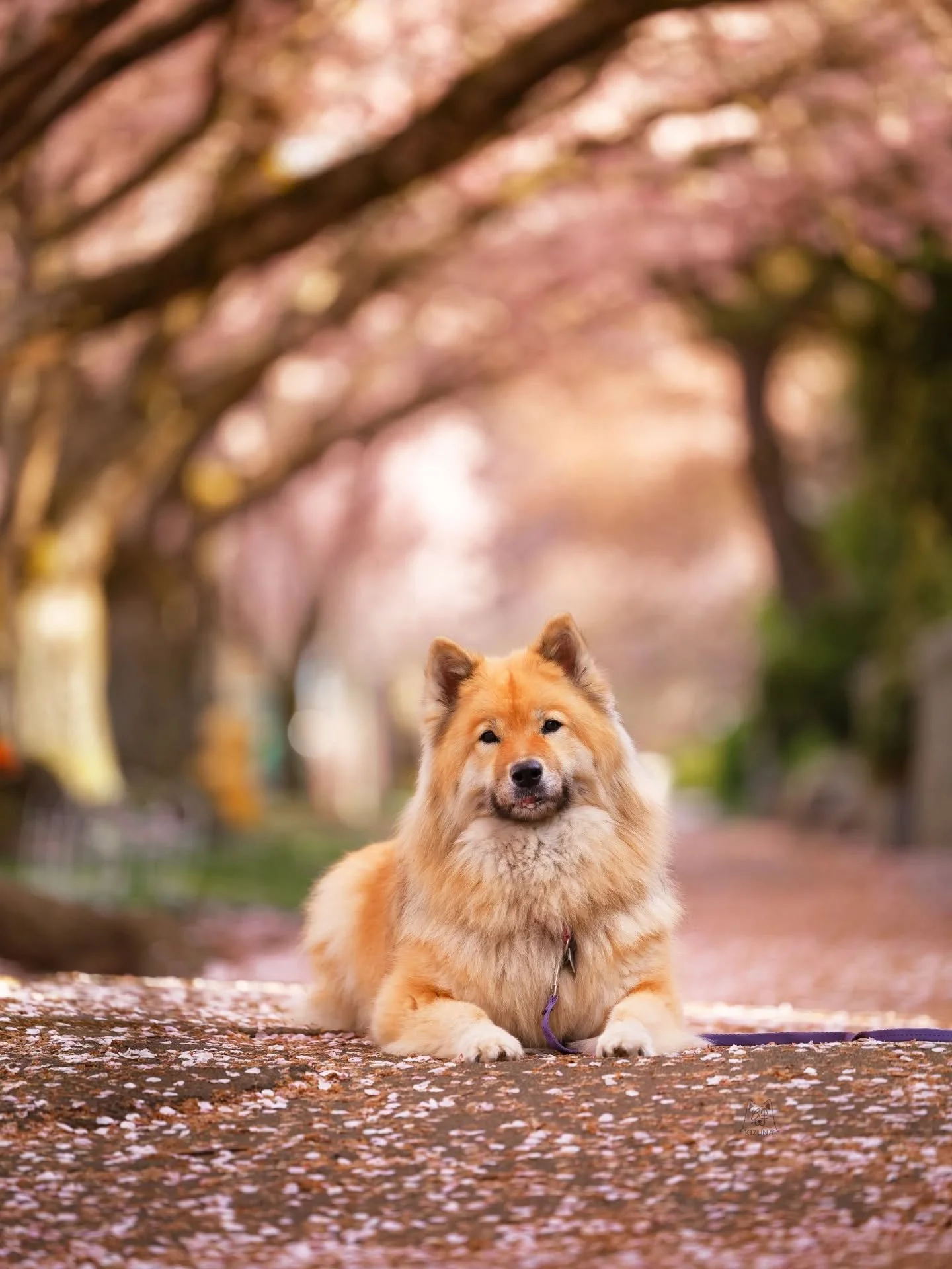 Wrapping up 🌸Sakura Szn🌸 as the petals flutter to the ground in a pretty little snow. Obviously I had to take the matriarch out for another session after she's been cooped up the past few weeks recovering from a paw injury 🩹. She's my most coopera