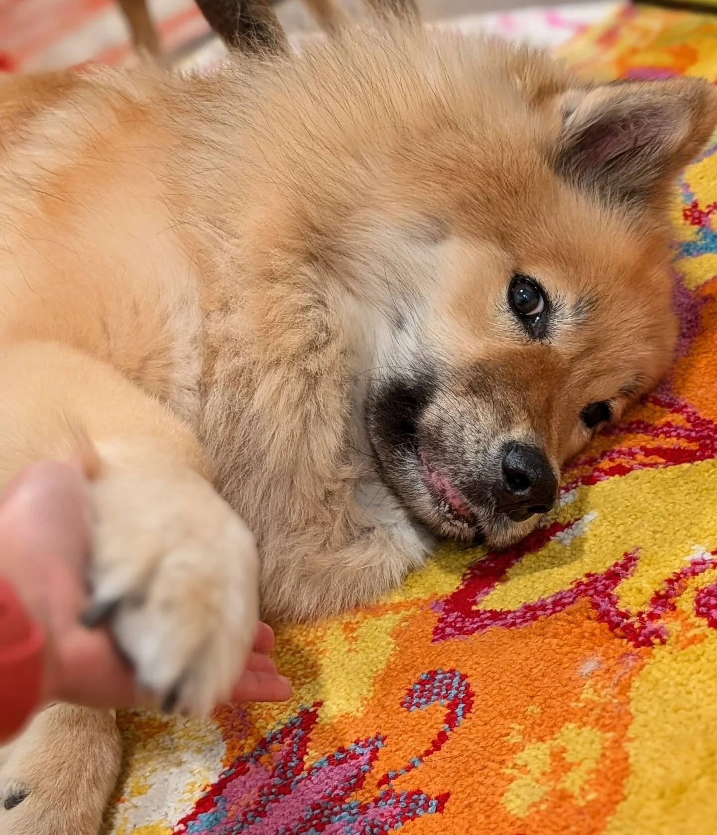 Lili was diagnosed with high-grade mammary adenocarcinoma with metastasis following a surgery to remove a mammary tumor last week. We're booked with an oncologist in a couple weeks to explore further treatment options, but it's looking like our days 