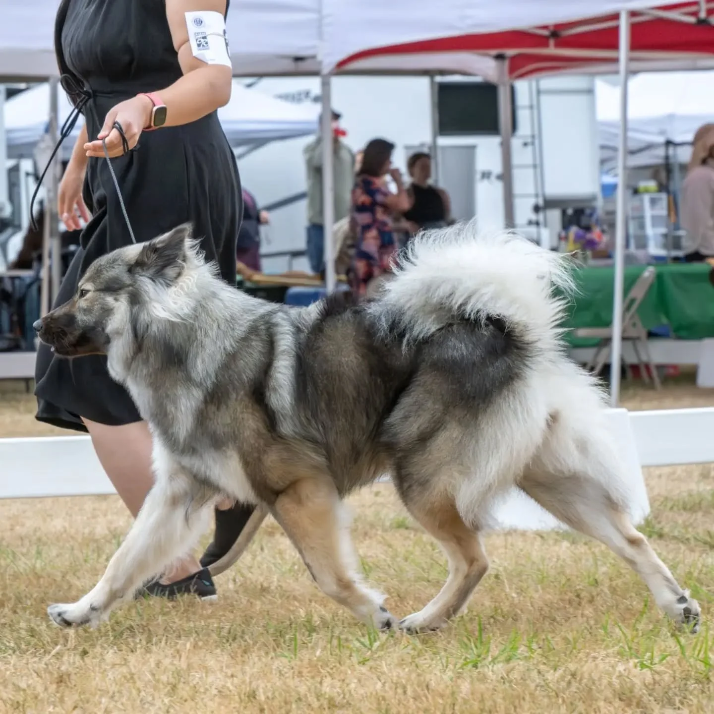 Just a little movement shot from us at the Olympic Kennel Club shows this past weekend 🐕💨🏃🏻&zwj;♀️. Unfortunately I never learned the skill to be in two places at once and can't take my own candids of myself 🤪. 

📷 @lexid_photography