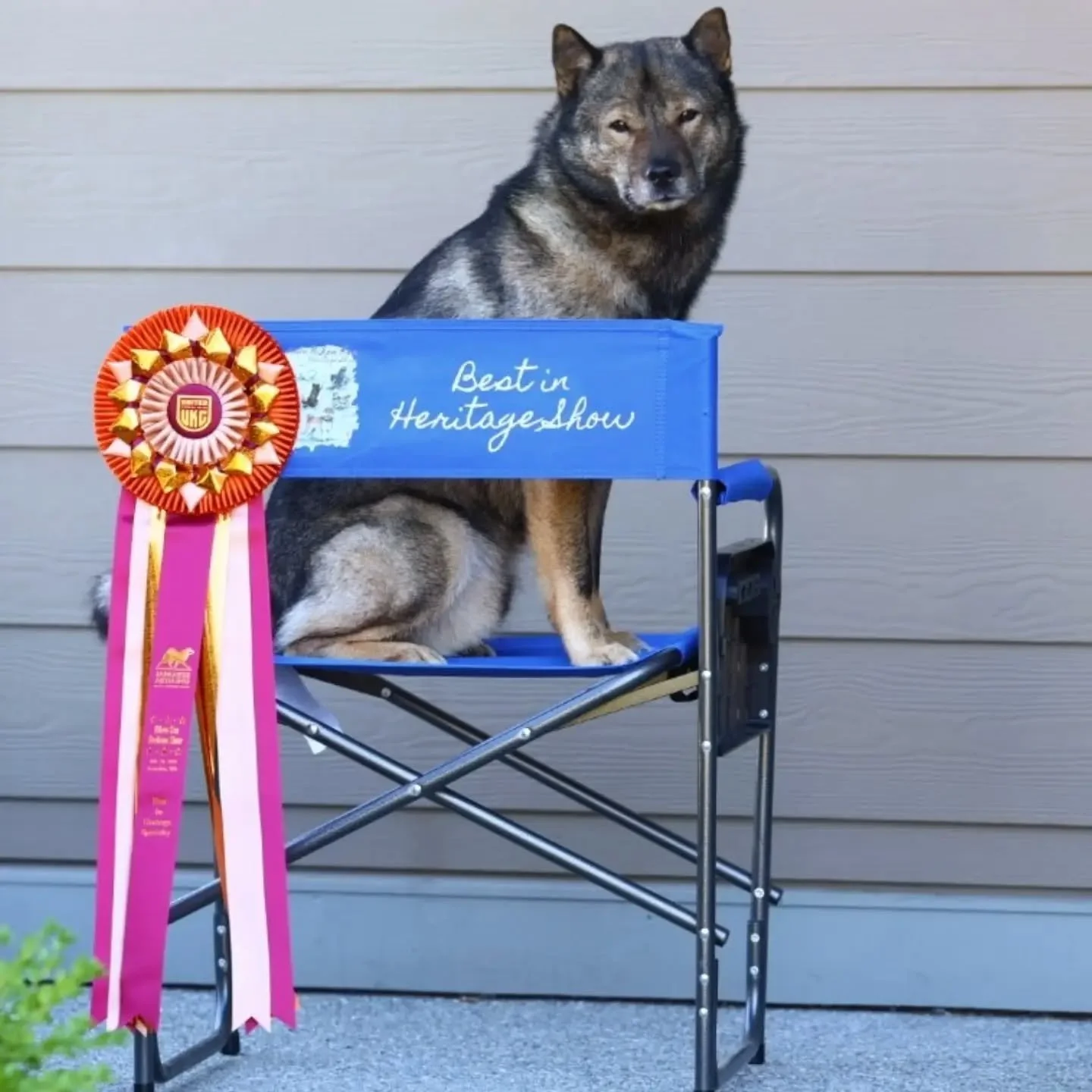 Howru retired from showing as of yesterday, rounding off his show career at the Japanese Akitainu Club USA's UKC Nihon Ken Heritage Specialty. And he decided to celebrate his retirement with a bang, earning Best in Heritage Specialty over a large poo