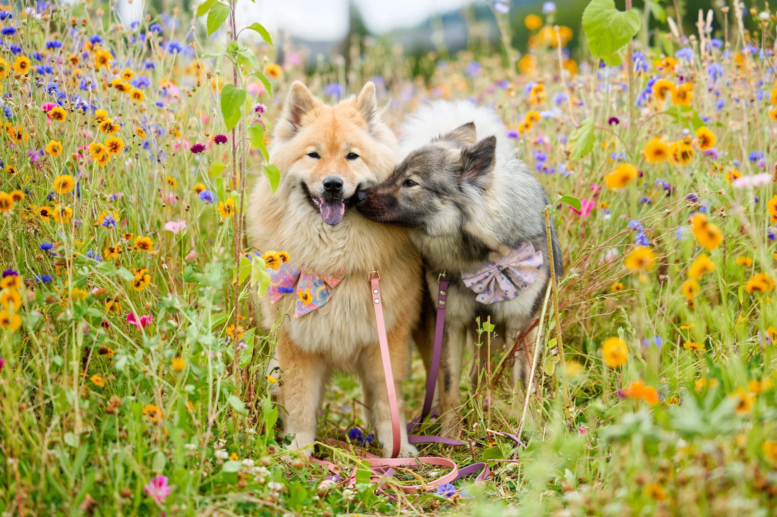 Rolling up to the flower farms this summer and the girls are the cutest little flower darlings 🌻🌼🌷