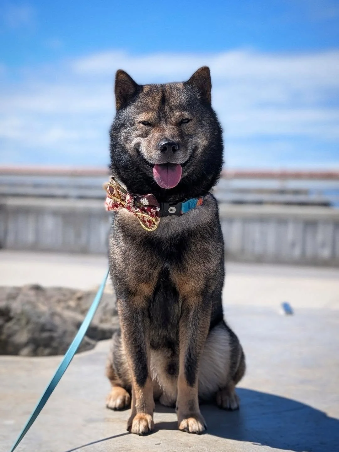 A good boy enjoying the seas and sniffs at the farmer's market 🫶🏻