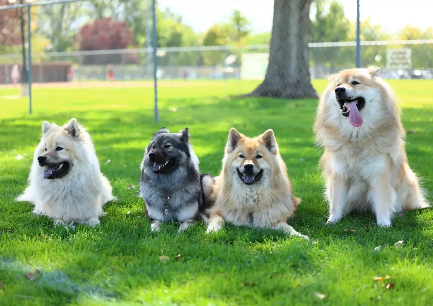 This photo was brought to you by the million mosquitoes 🦟 eating dog and human alike. Ain't nobody got time to try and get all the dogs looking in one direction when you're smashing two mosquitos every ten seconds. 

But anyway, left to right ➡️ we 