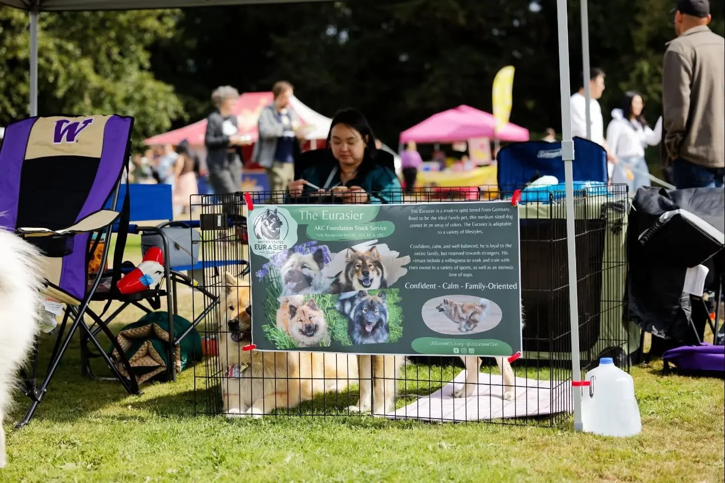 Wagfest 2026 Meet the Breeds: Eurasier Edition is a wrap 🏁! We hung out for the first half of the event and greeted dozens of members of the public, and their dogs!

The girls did super well with how busy the environment was - Lili got so many pets 