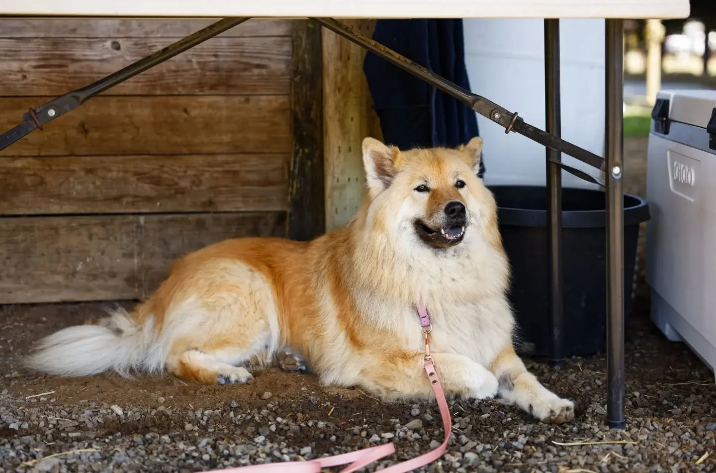 My greatest endeavor for this year, planning and attending the USEC Annual Meeting, has finally come and gone. The autumn weather was perfect 🌤️, and all the human and canine attendees an absolute delight 😍. Thanks to all of those who came out to s