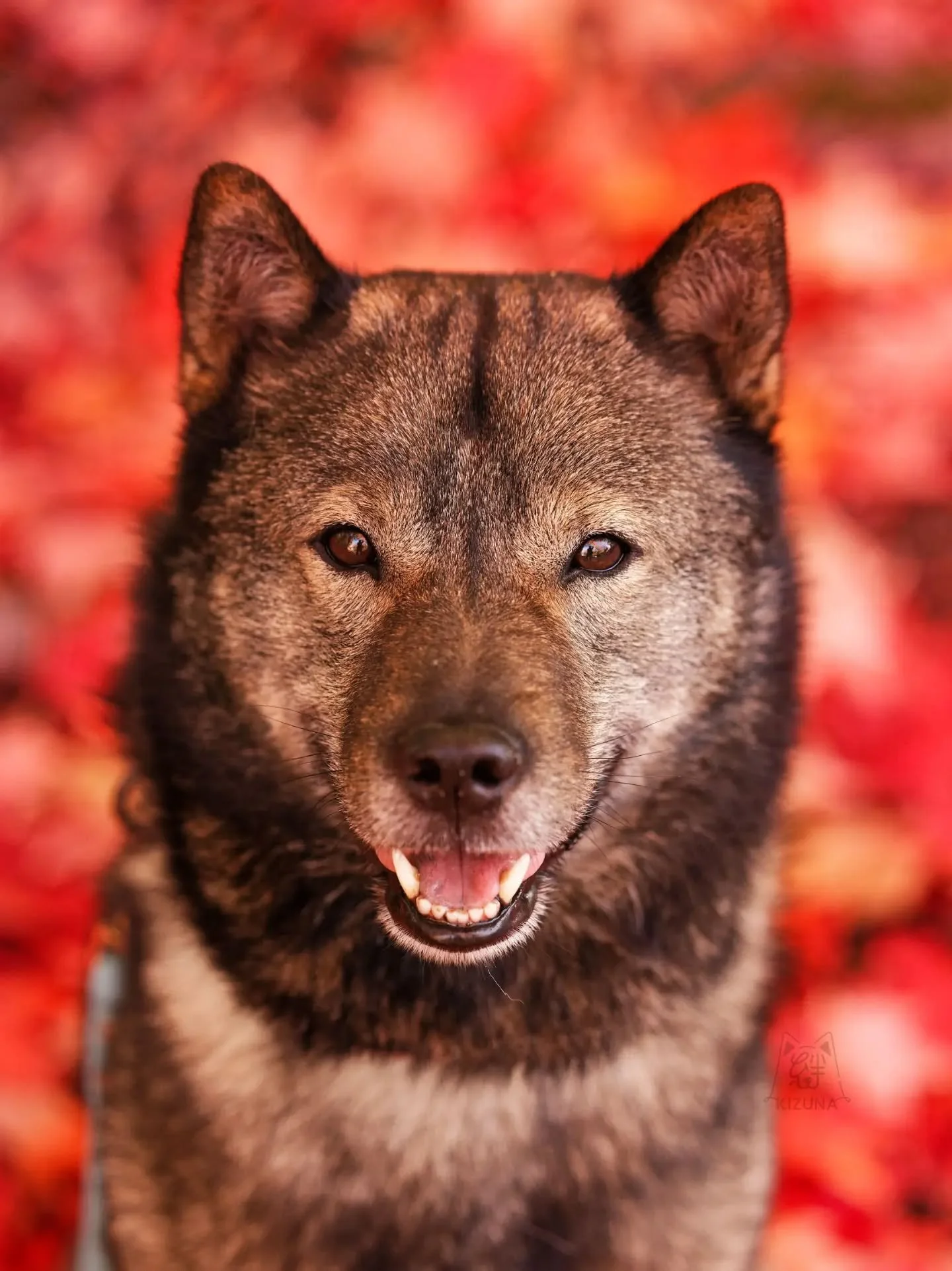 Pulled out the camera and the boy and made him sit next to all the pretty leaves 🍁🍂 for some photos. He's definitely autumn coded, if I do say so myself 😤.
