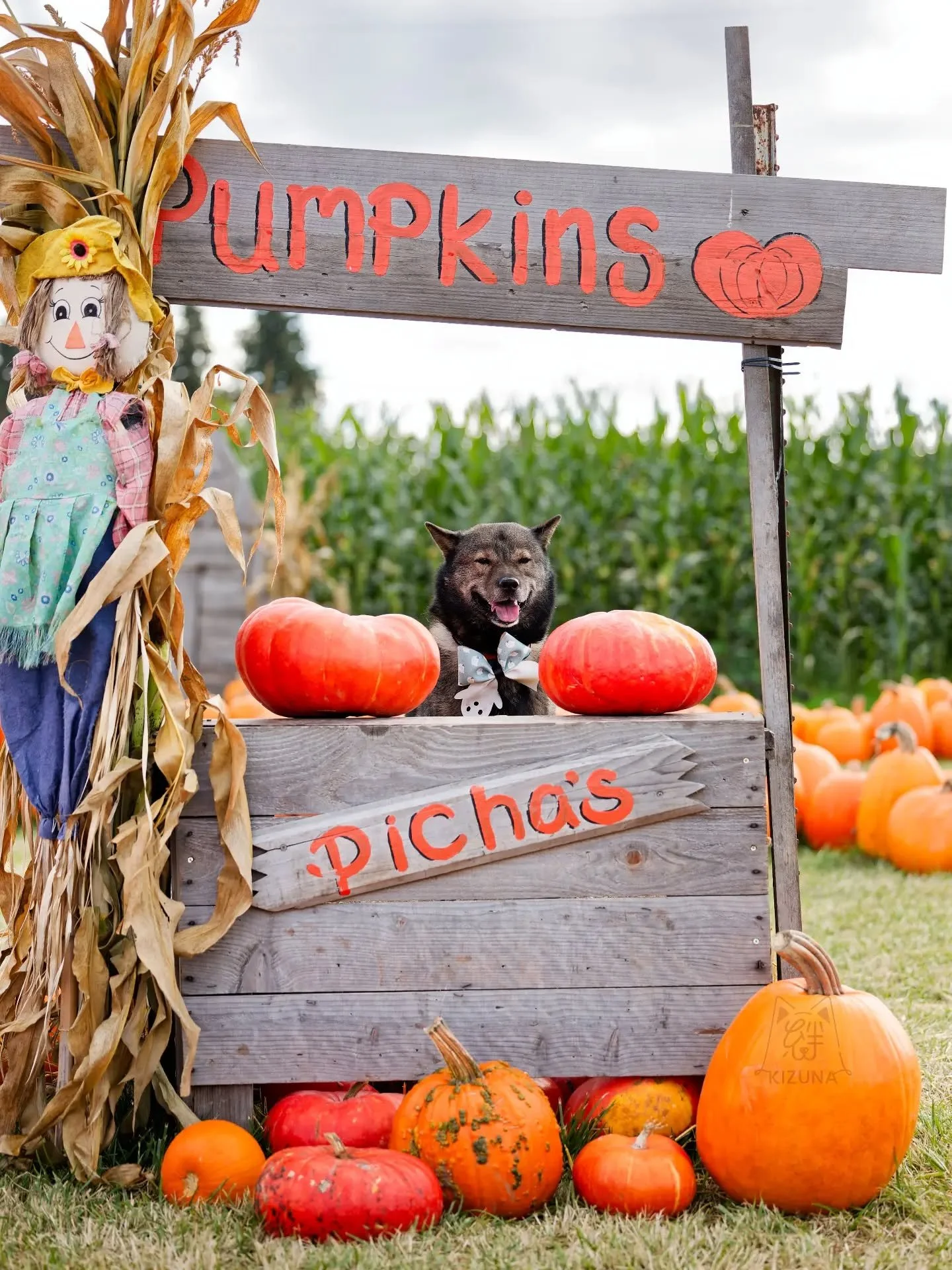 Checking pumpkin patch 🎃 off the photography location list ✅.

Compared to the year before, I pulled the camera out a lot more this year and I'm pretty happy with the results. Naturally the dogs get a lot of little comments about how cute they are j