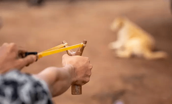 The Animal Cruelty Enforcement (ACE) Act: How Helping Animals Helps Us All