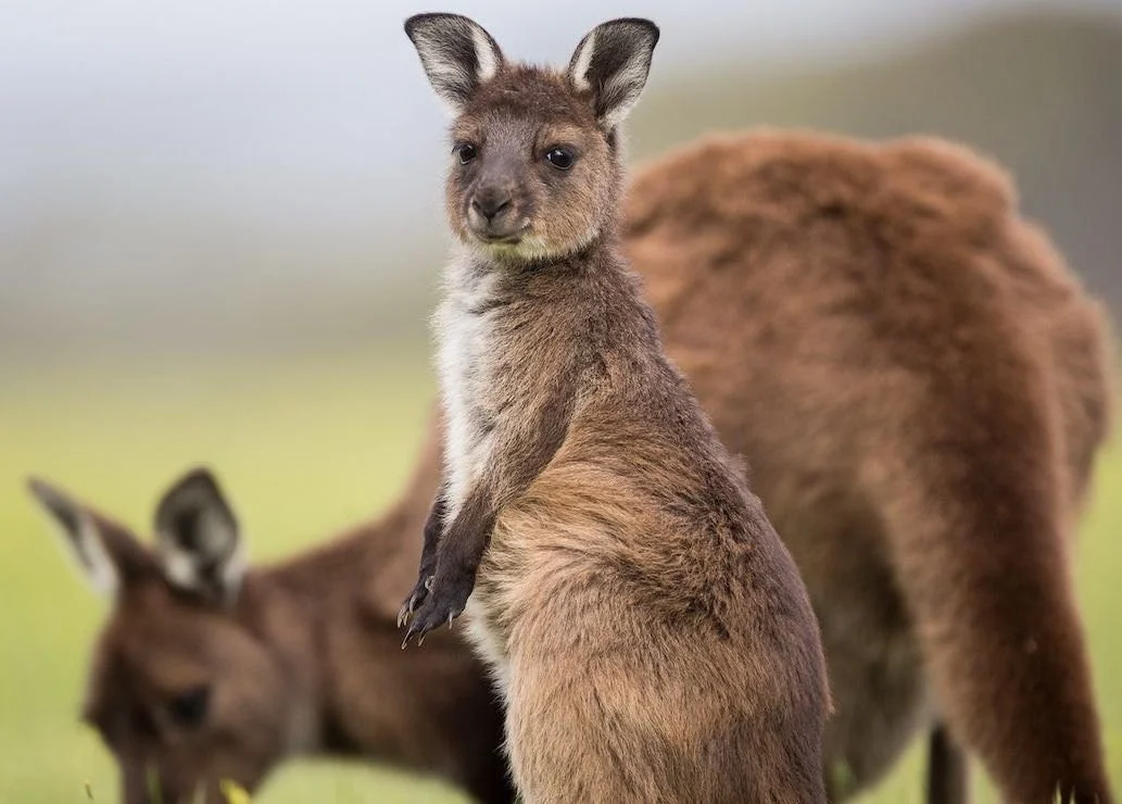 Kangaroos Are Not Shoes:﻿ ﻿A Case Study in Corporate Transformation and Scholar Engagement