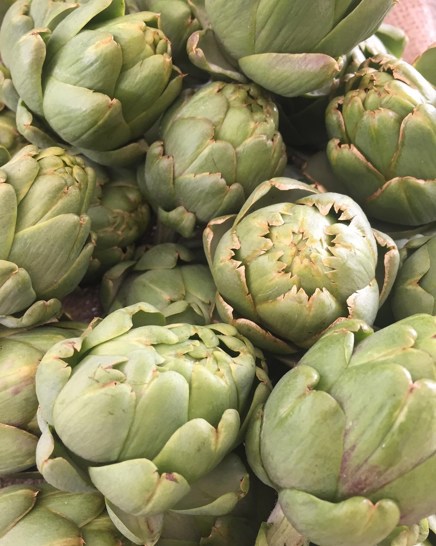 Artichokes, grower right here in the #kootenays You can find the at the #kootenaycoop today#truelocal #earthtemplegardens #kootenaymountainculture