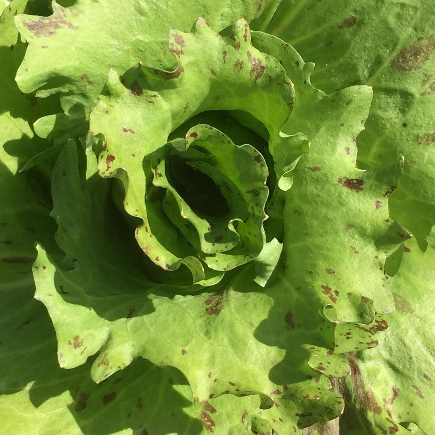 Rad! So Rad, Radicchio